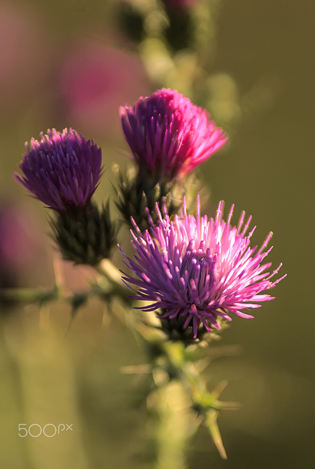 Tamron SP AF 70-200mm F2.8 Di LD (IF) MACRO sample photo. Cardos photography
