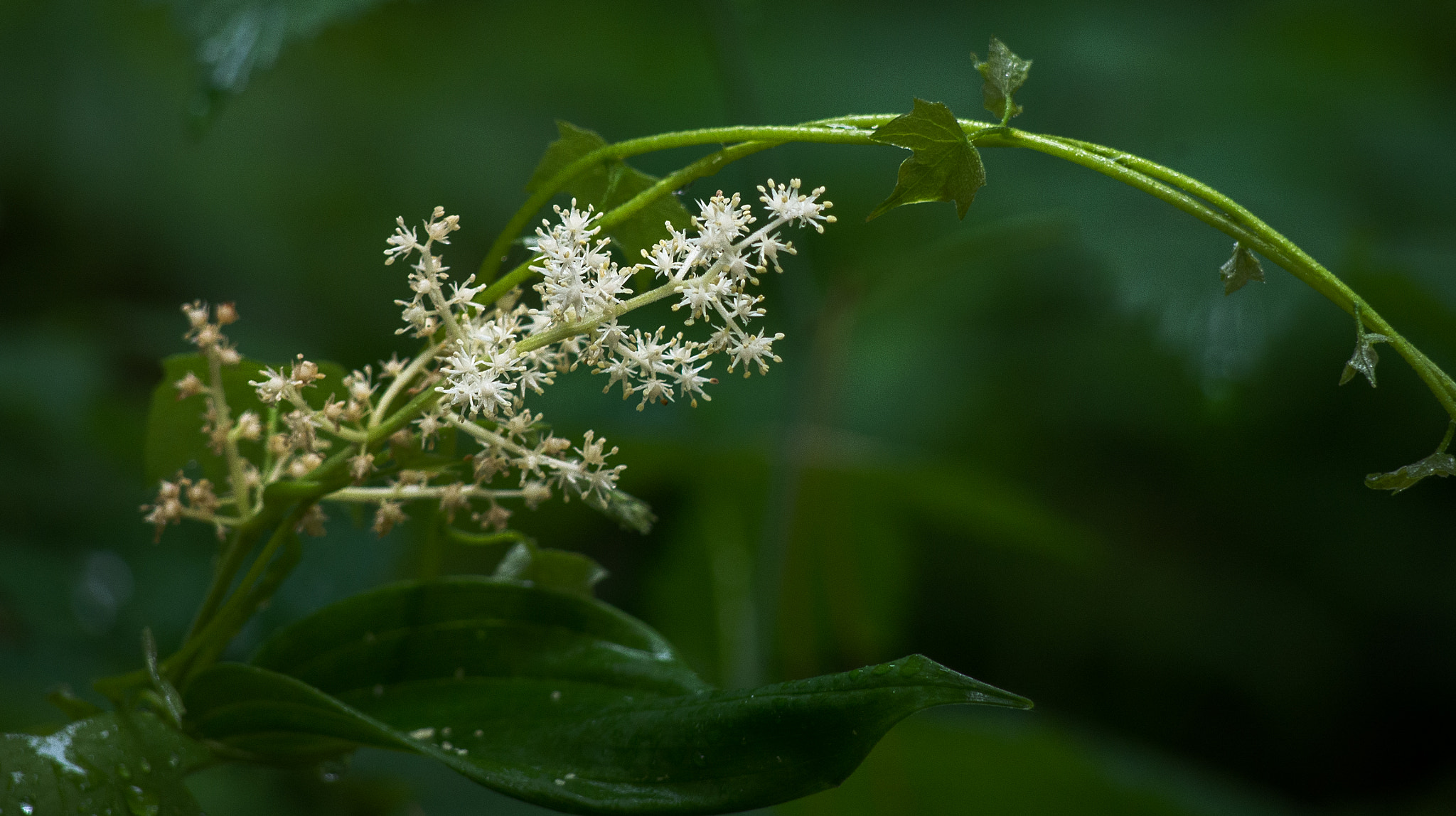 Olympus OM-D E-M5 + Panasonic Lumix G Vario 45-200mm F4-5.6 OIS sample photo. Starry false solomon's seal photography