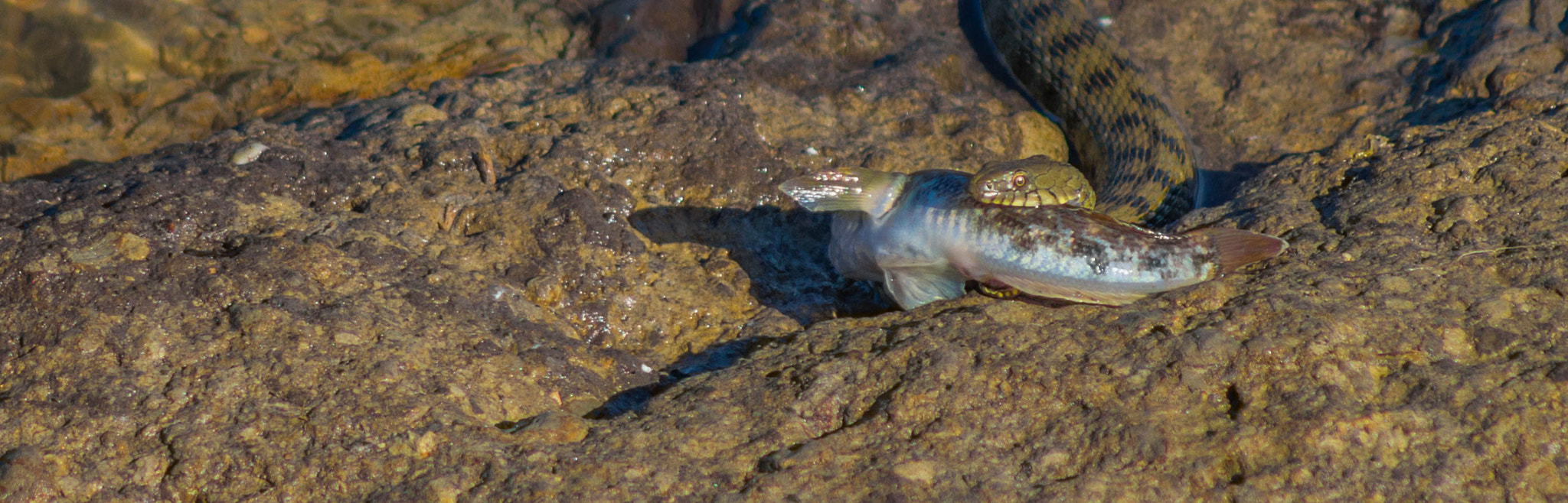 Sony 75-300mm F4.5-5.6 sample photo. Survivor photography