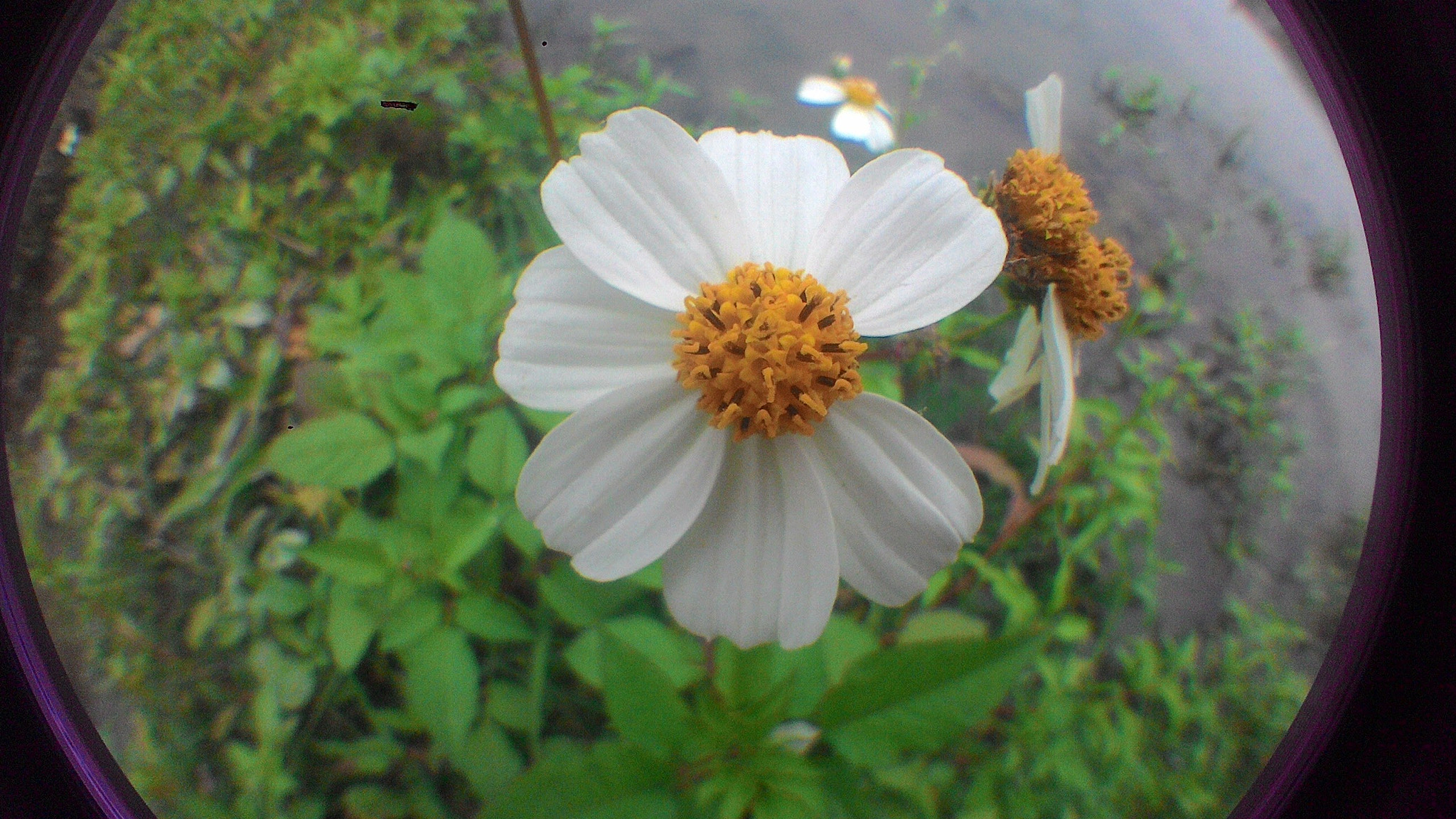 ASUS ZenFone 4 (A400CG) sample photo. White photography