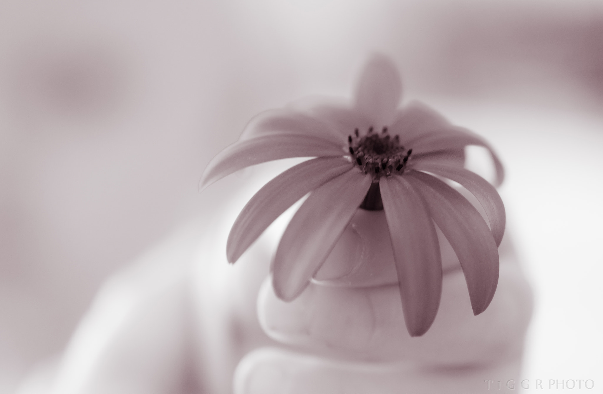 Samsung NX30 + Samsung NX 60mm F2.8 Macro ED OIS SSA sample photo. For you! photography