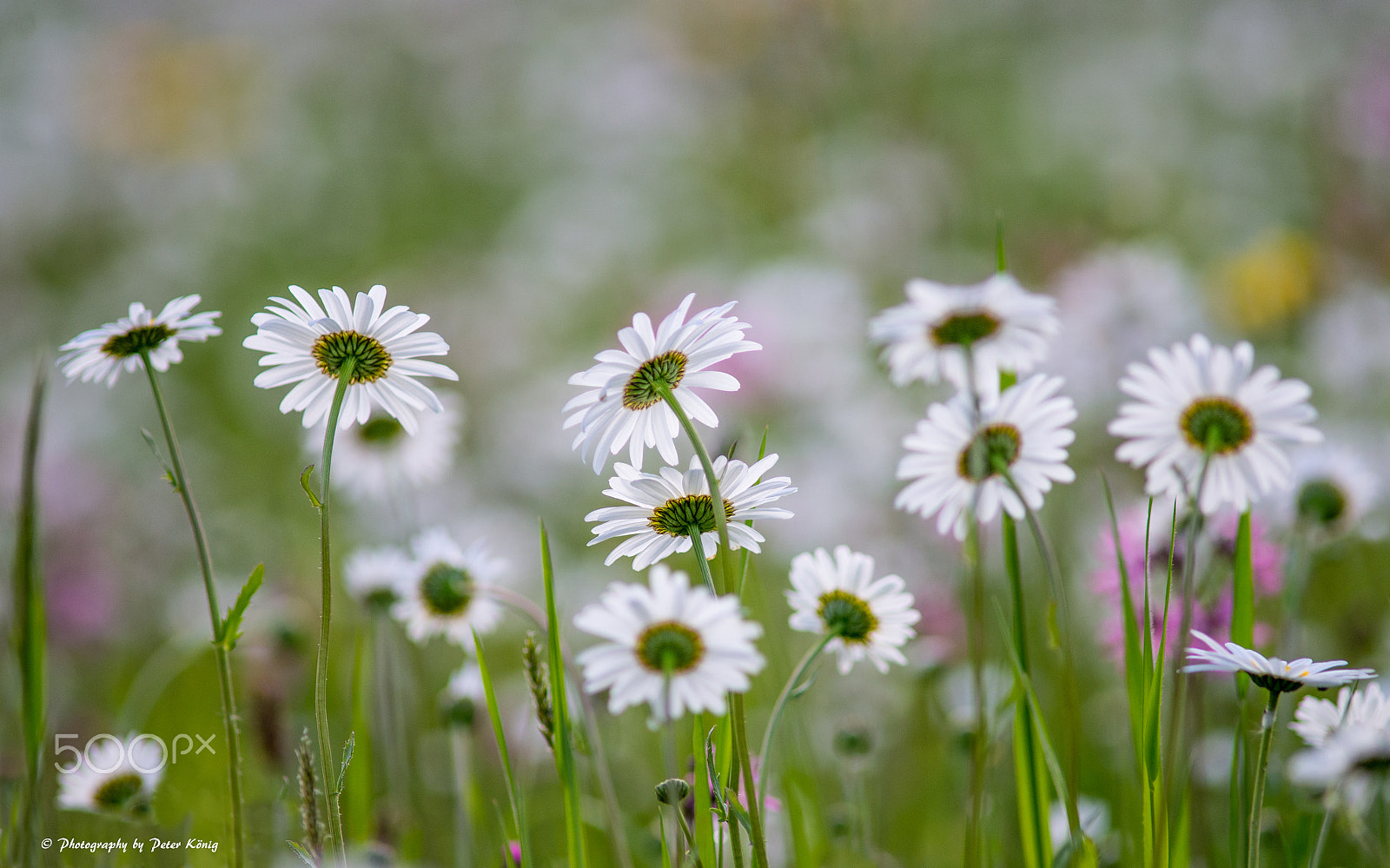 Nikon D600 + AF Nikkor 300mm f/4 IF-ED sample photo. Flower field photography