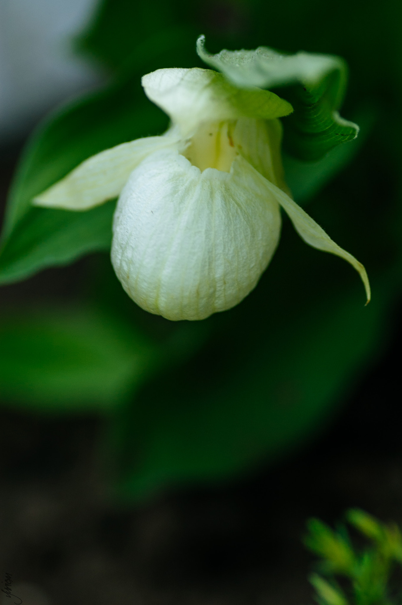 Nikon D50 sample photo. Венерин башмачок photography