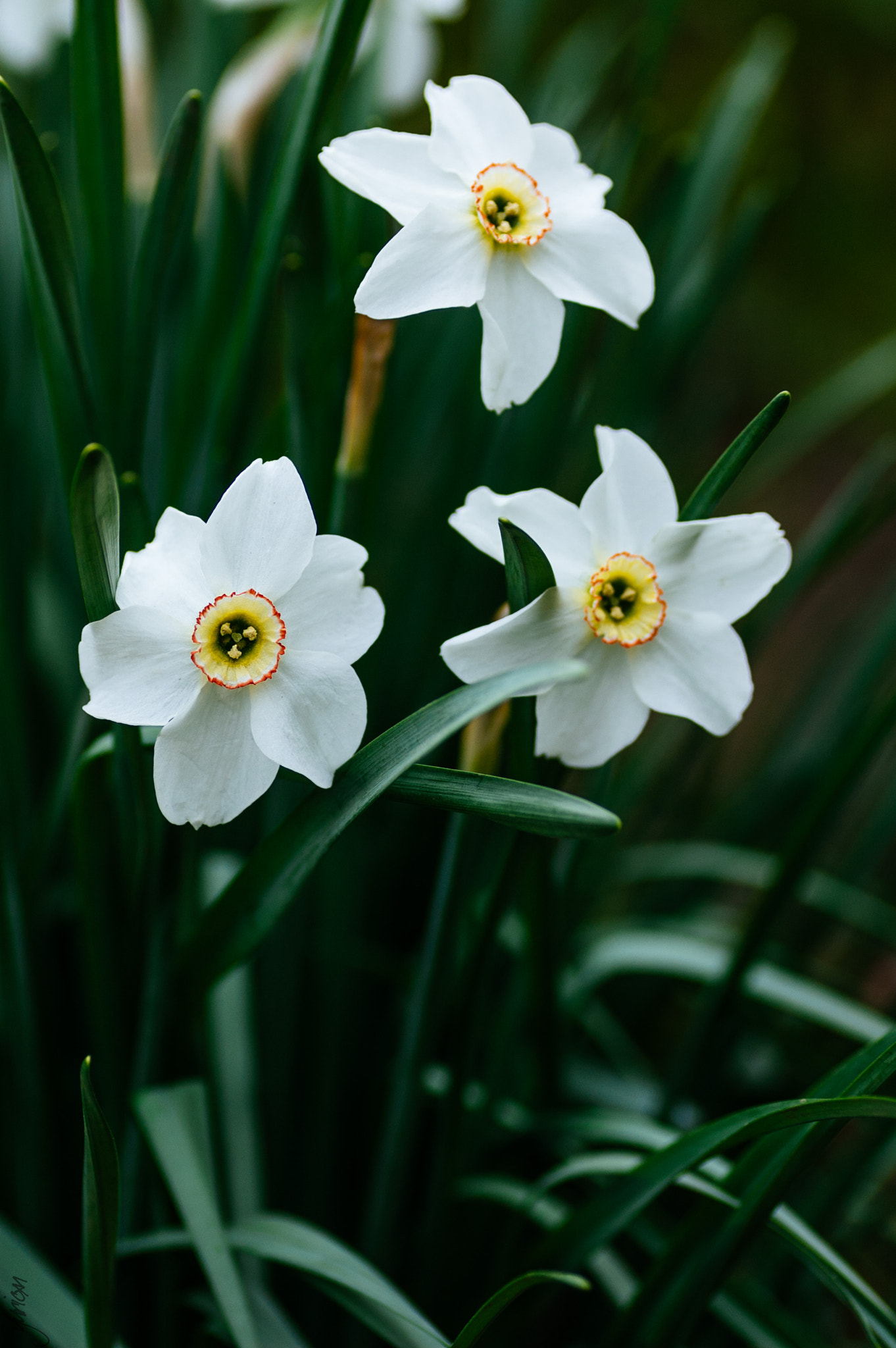 Nikon D50 sample photo. Narcissus photography