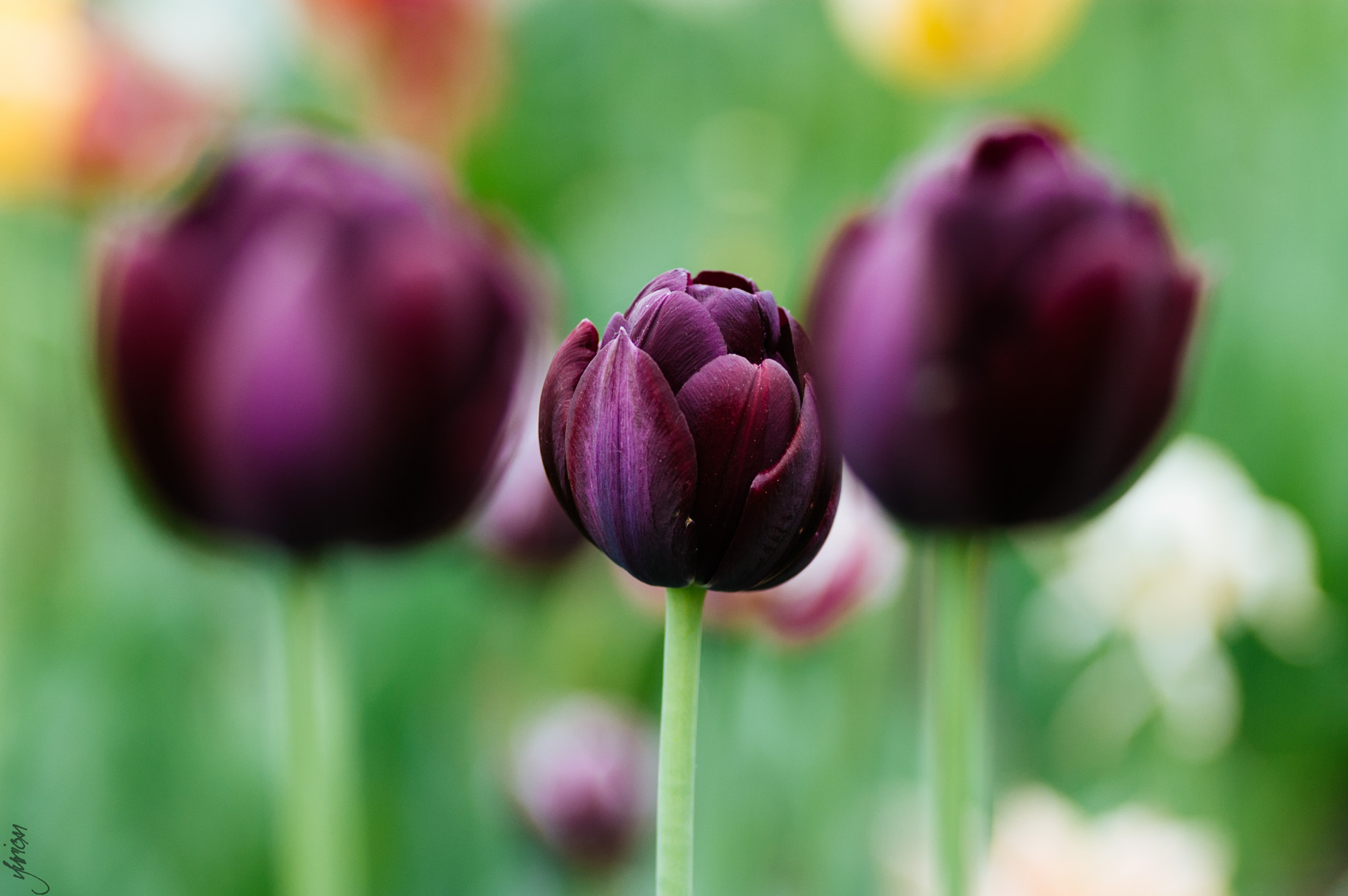 Nikon D50 sample photo. Чёрные тюльпаны photography