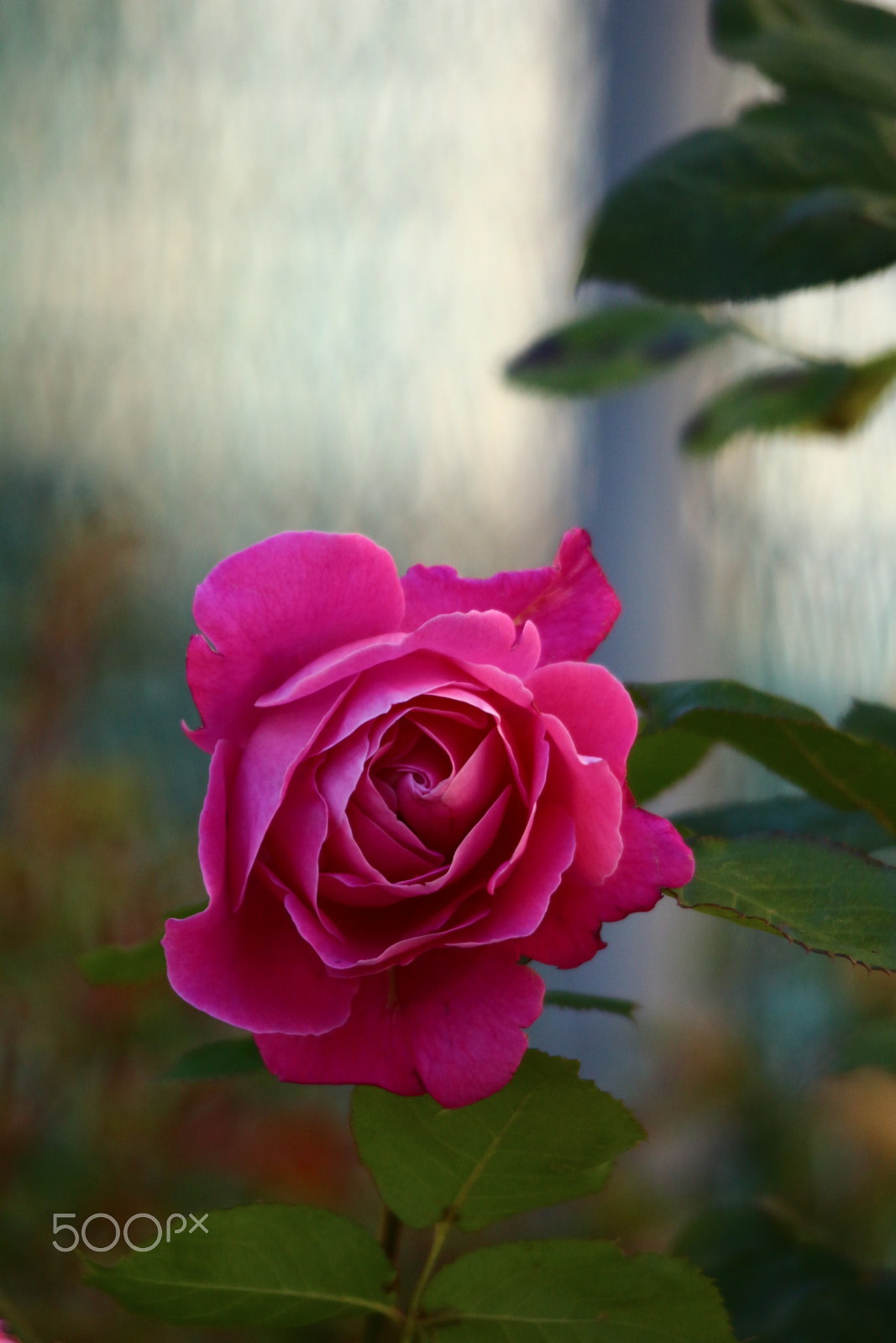 Canon EOS 700D (EOS Rebel T5i / EOS Kiss X7i) + Sigma 150-500mm F5-6.3 DG OS HSM sample photo. A pink rose for you! photography
