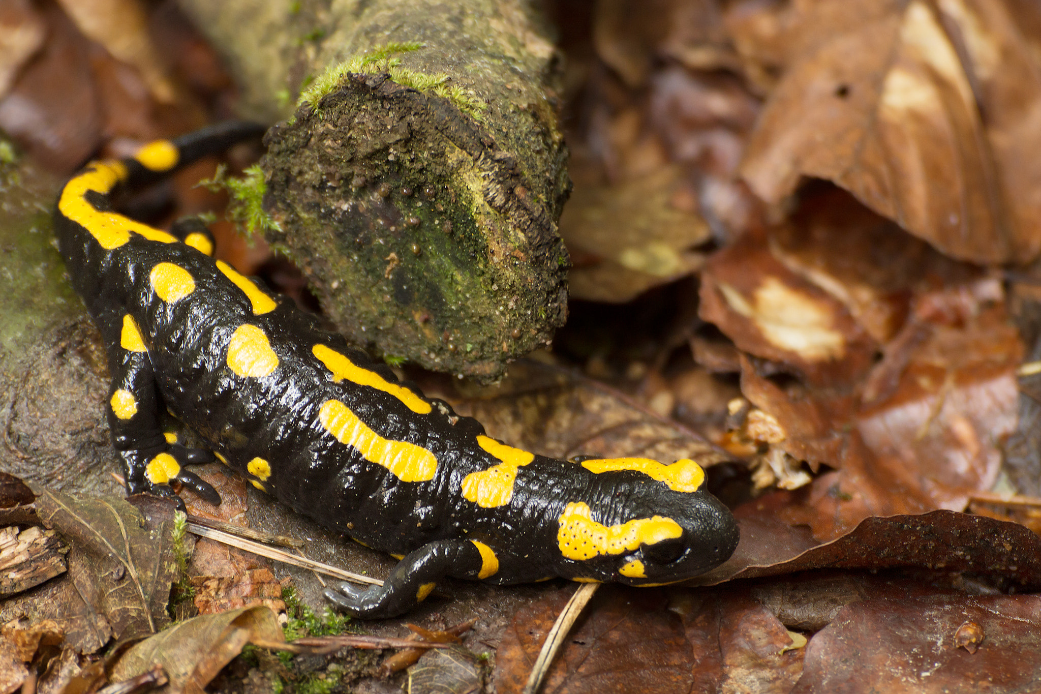 Tamron SP 35mm F1.8 Di VC USD sample photo. Salamandra photography