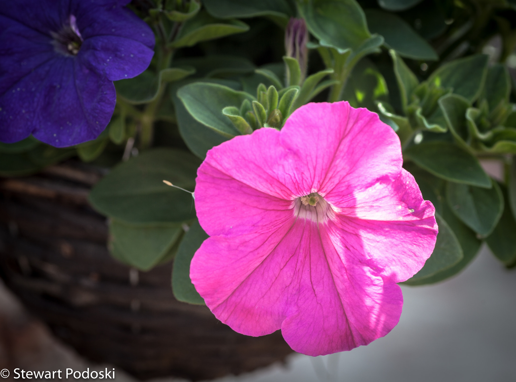 Canon EOS 5D Mark II + Tamron SP AF 90mm F2.8 Di Macro sample photo. Pink photography