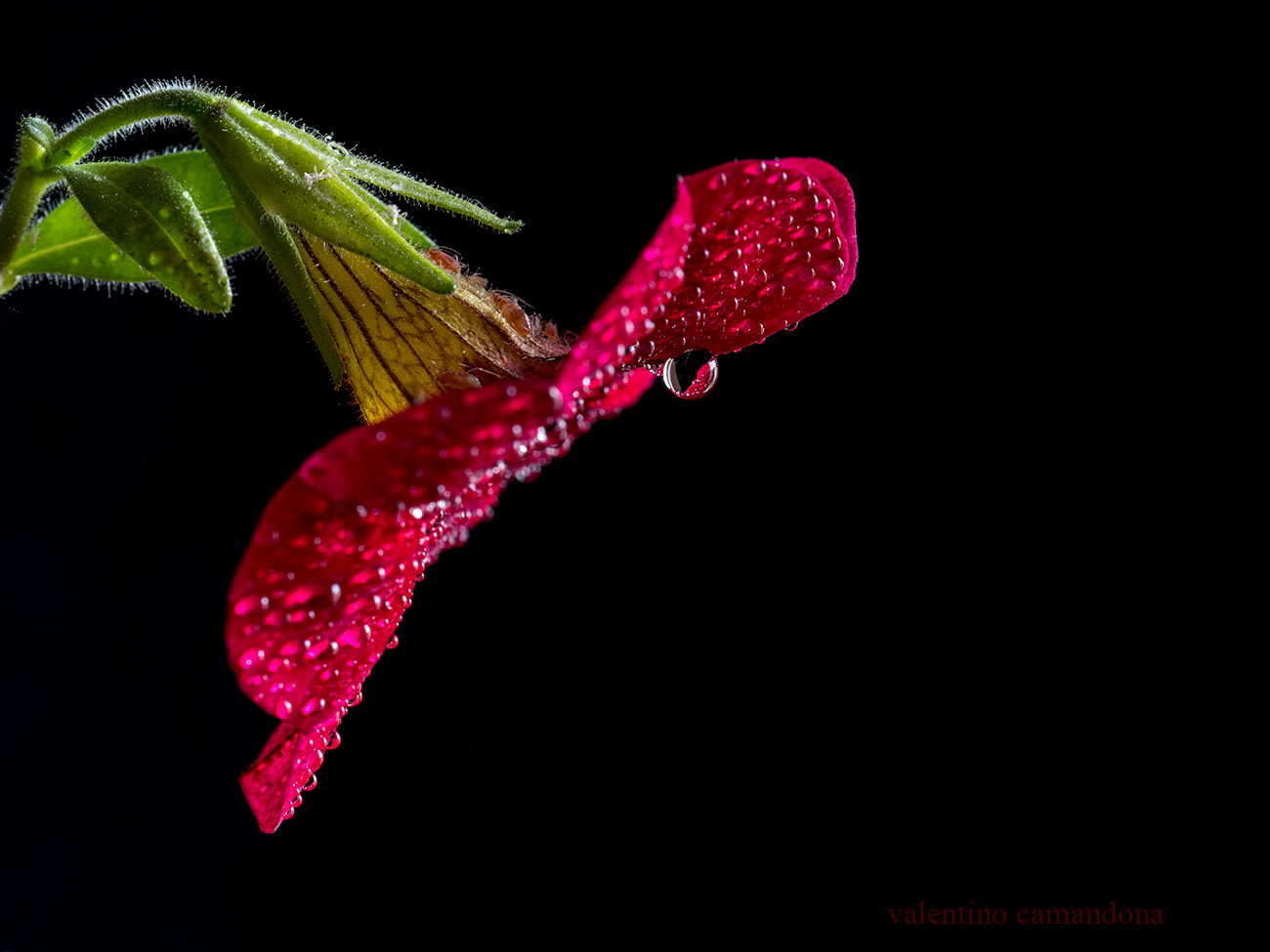 Olympus M.Zuiko Digital ED 60mm F2.8 Macro sample photo. Drops and visitors on a red flower photography