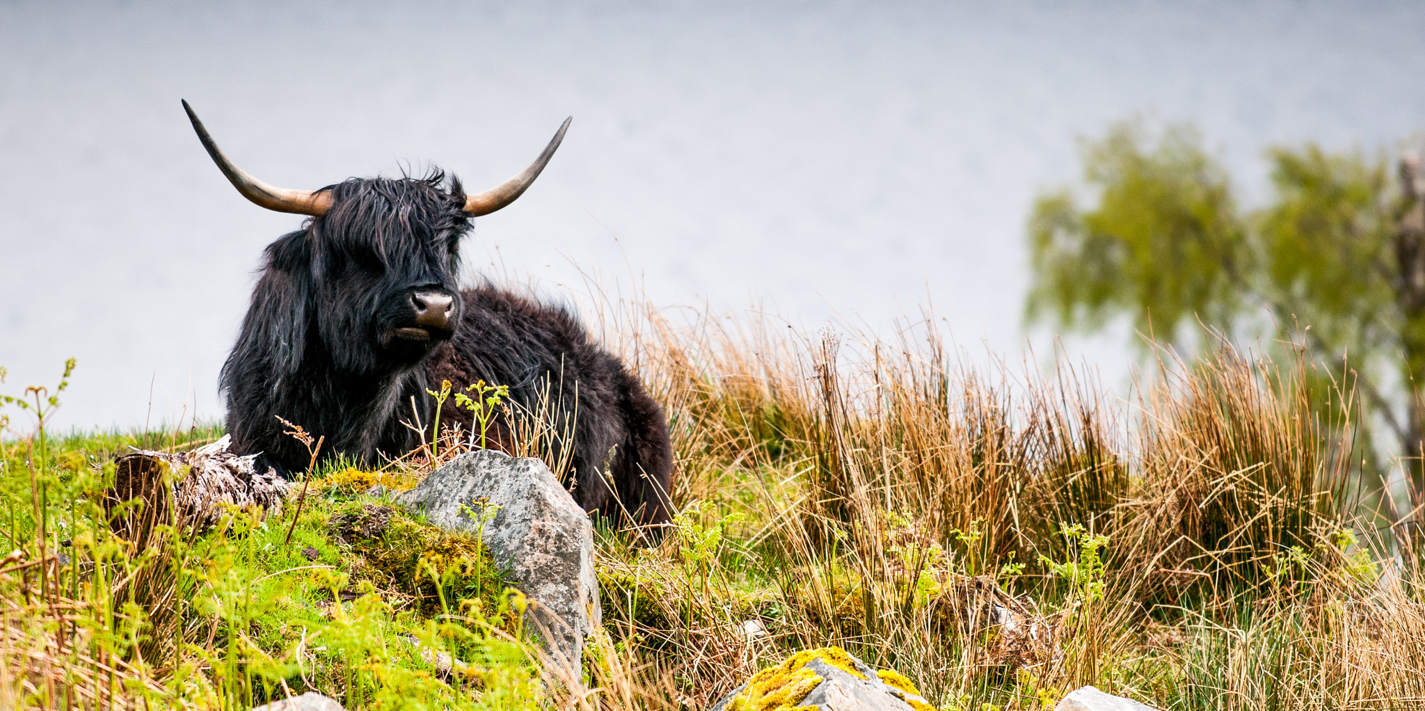 Nikon AF-S Nikkor 70-200mm F4G ED VR sample photo. Highland cow photography
