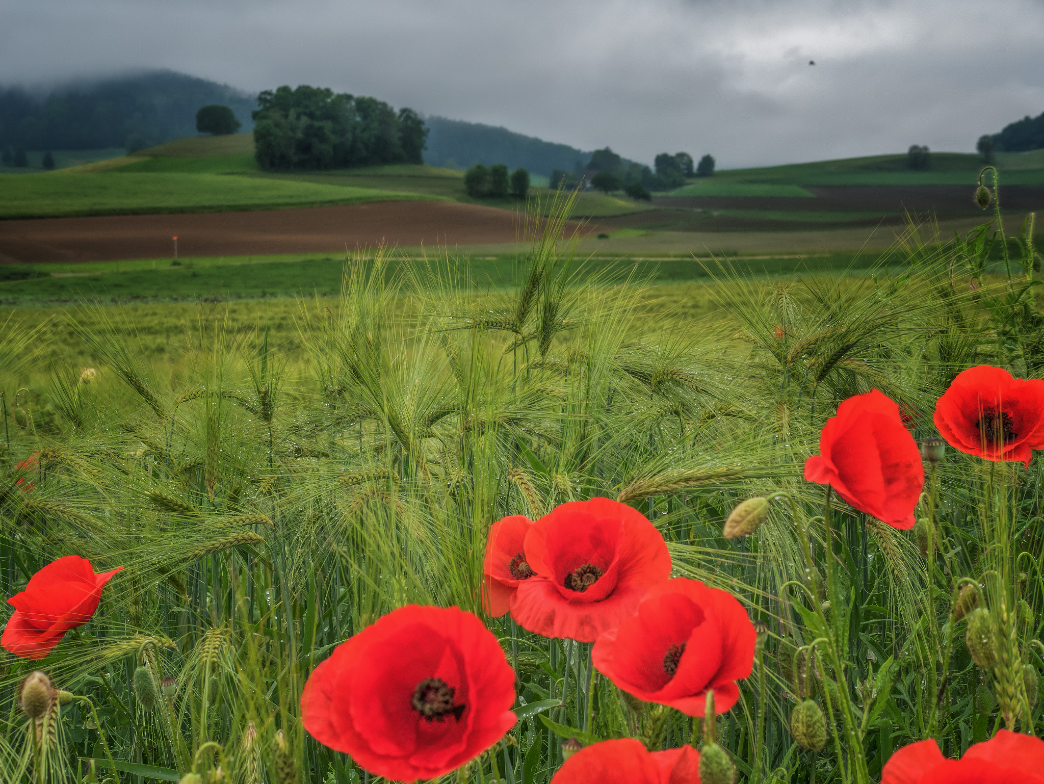 Panasonic Lumix DMC-GM5 + Panasonic Leica DG Summilux 25mm F1.4 II ASPH sample photo. Poppy photography