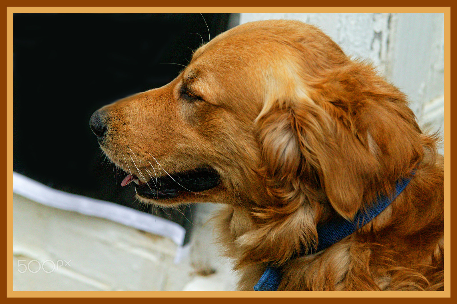 Canon EOS-1Ds sample photo. Golden retriever photography