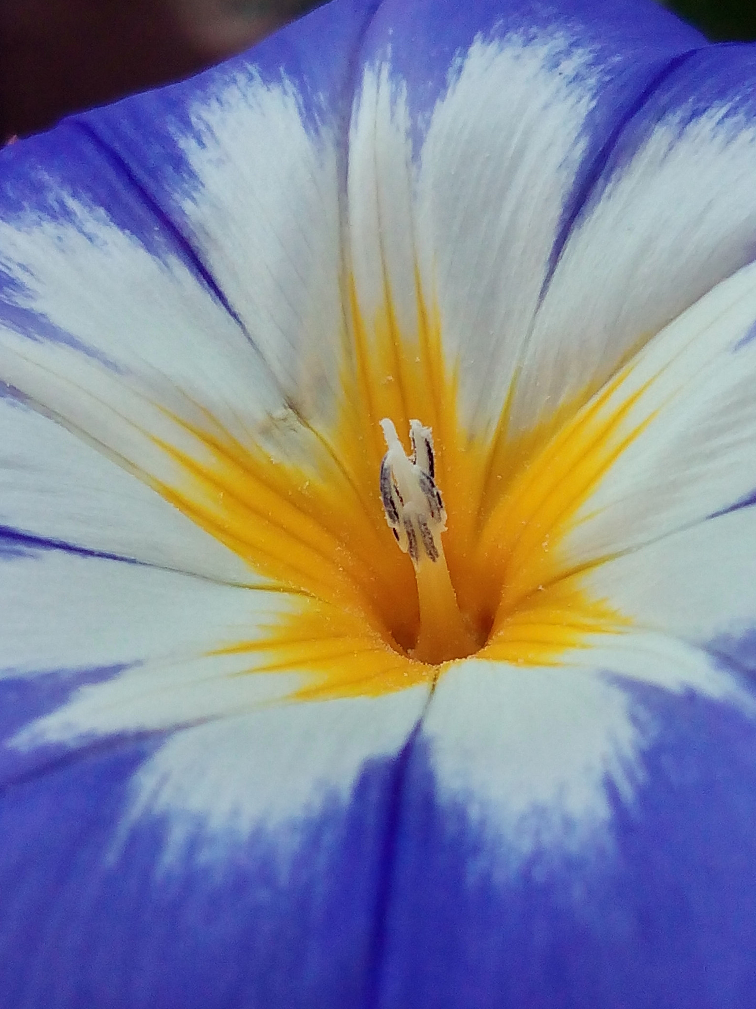 bq Aquaris E5 HD sample photo. De tres colores photography