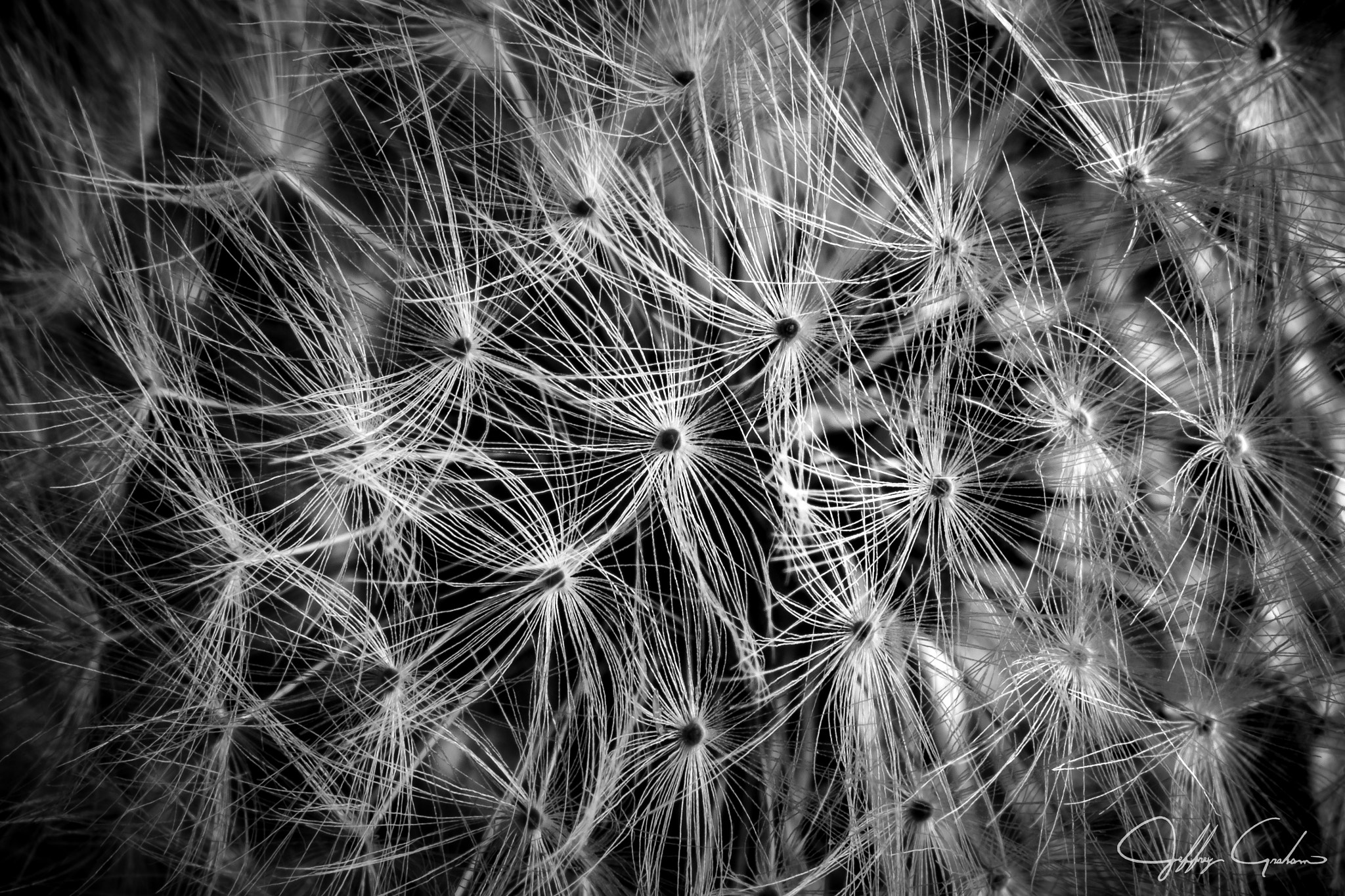 Canon EOS 7D Mark II + Canon EF 135mm F2L USM sample photo. Dandelion detail photography