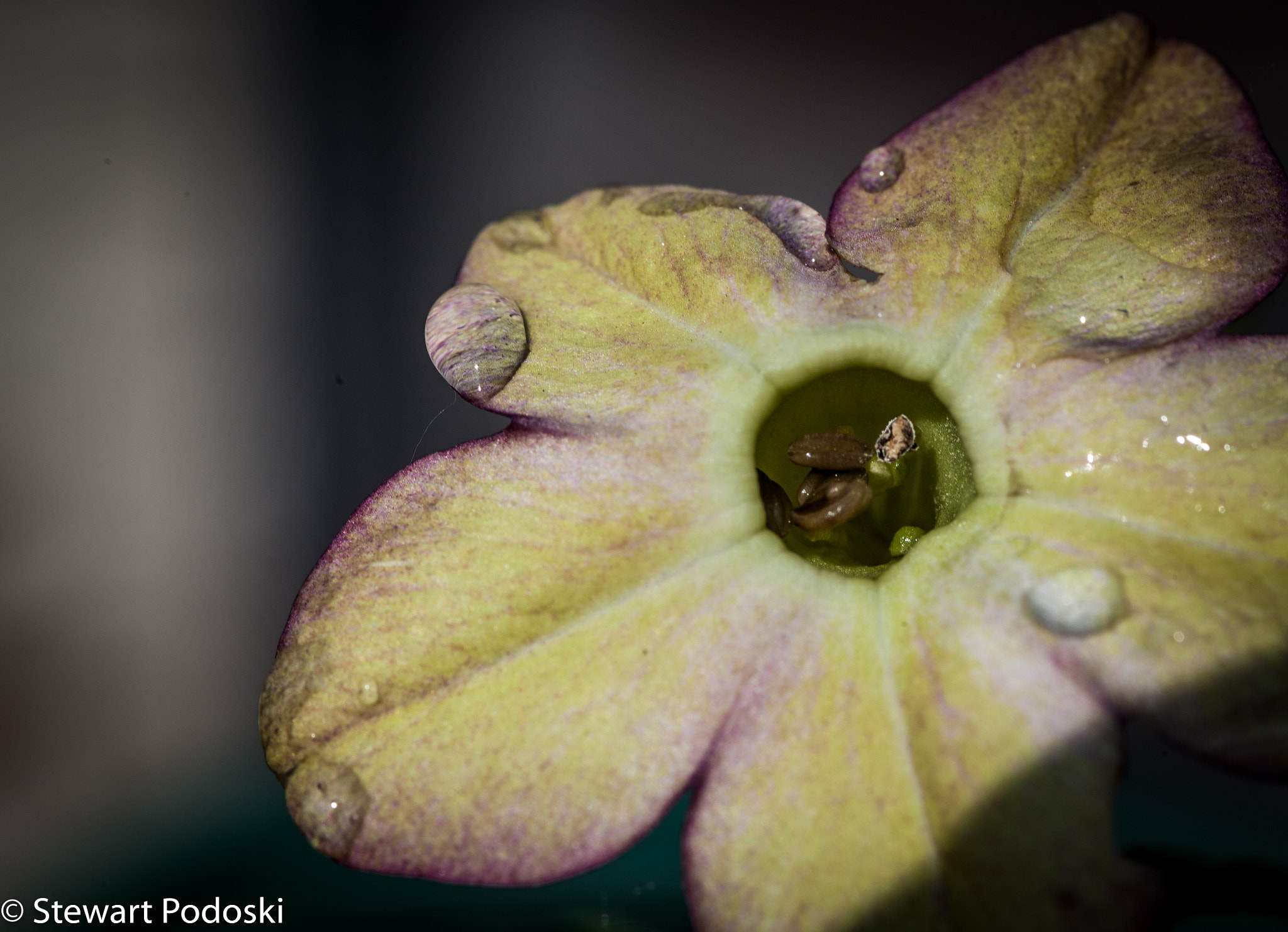 Canon EOS 5D Mark II + Tamron SP AF 90mm F2.8 Di Macro sample photo. Droplet  photography