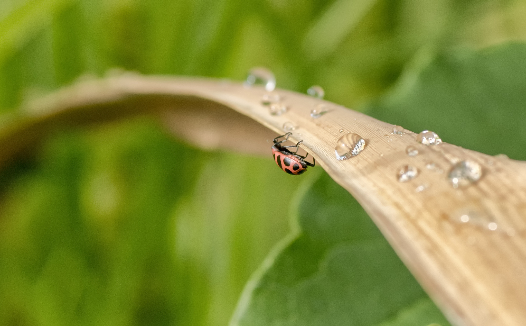 Sony ILCA-77M2 + Tamron SP AF 90mm F2.8 Di Macro sample photo. Water avoidance photography