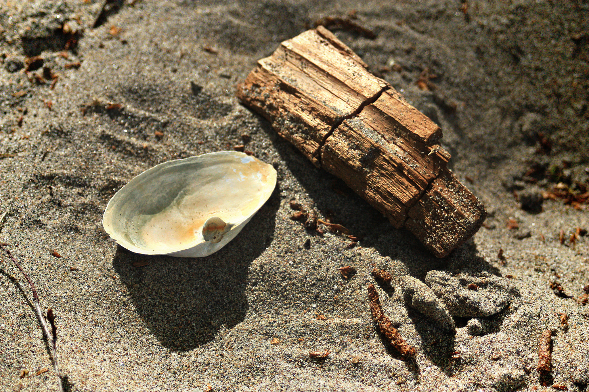 Canon EF 28-80mm f/3.5-5.6 USM IV sample photo. Seashell photography