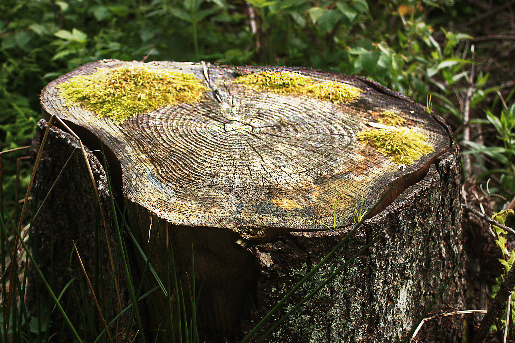 Canon EOS 450D (EOS Rebel XSi / EOS Kiss X2) + Canon EF 28-80mm f/3.5-5.6 USM IV sample photo. Old stump photography