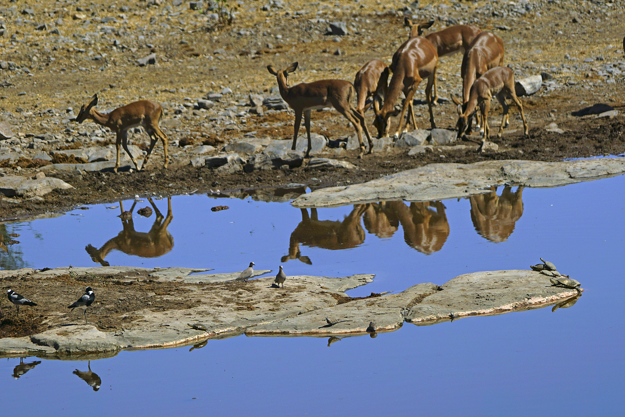 Sony a7R II sample photo. Etosha national parks photography