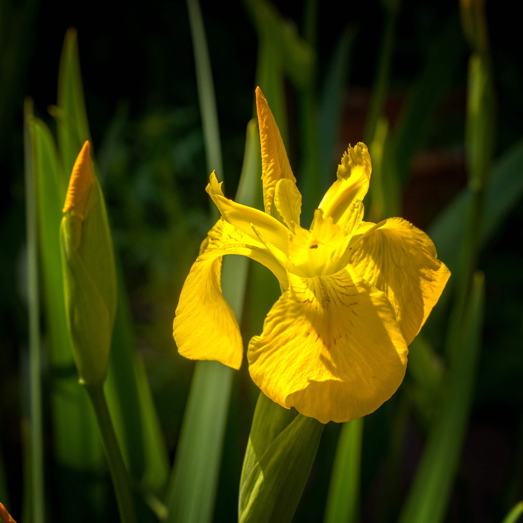 Panasonic Lumix DMC-G5 sample photo. Yellow iris photography