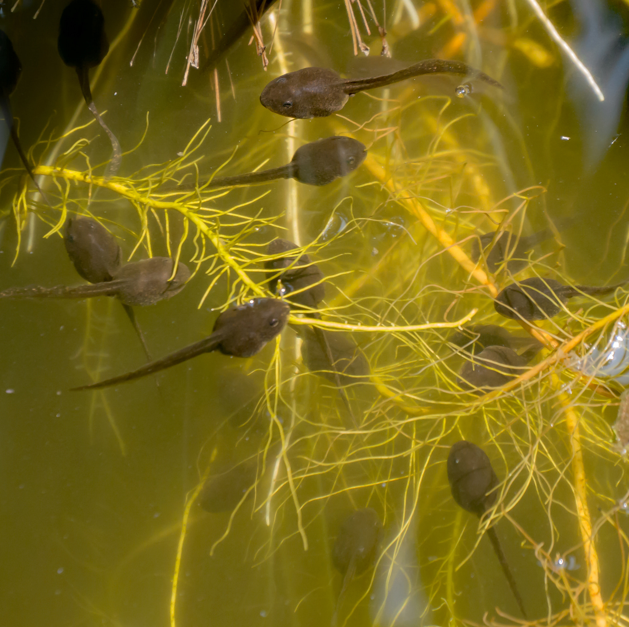 Panasonic Lumix DMC-G5 sample photo. Tadpoles photography