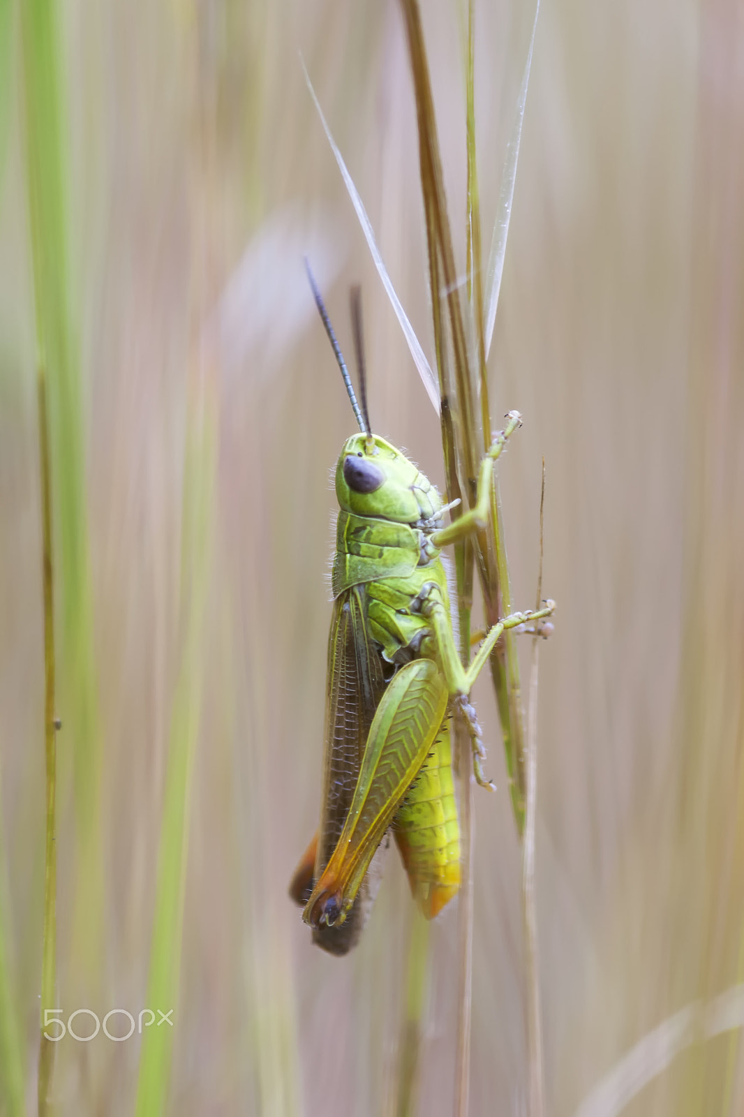 Canon EF 100mm F2.8 Macro USM sample photo. 20160430 doñana - 131 photography