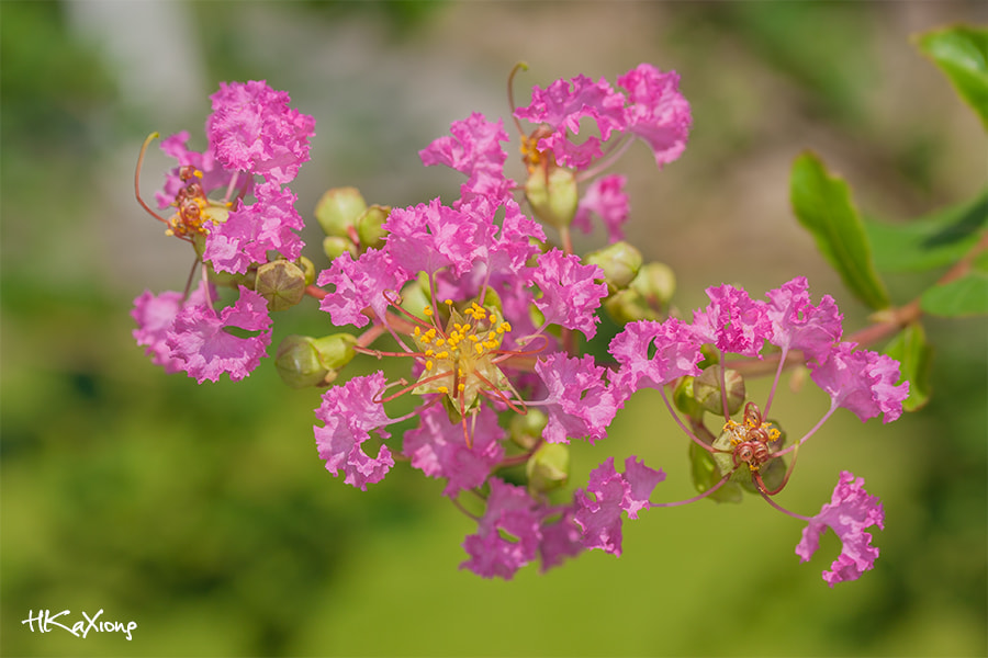 Canon EF-S 60mm F2.8 Macro USM sample photo. Lagerstroemia indica photography