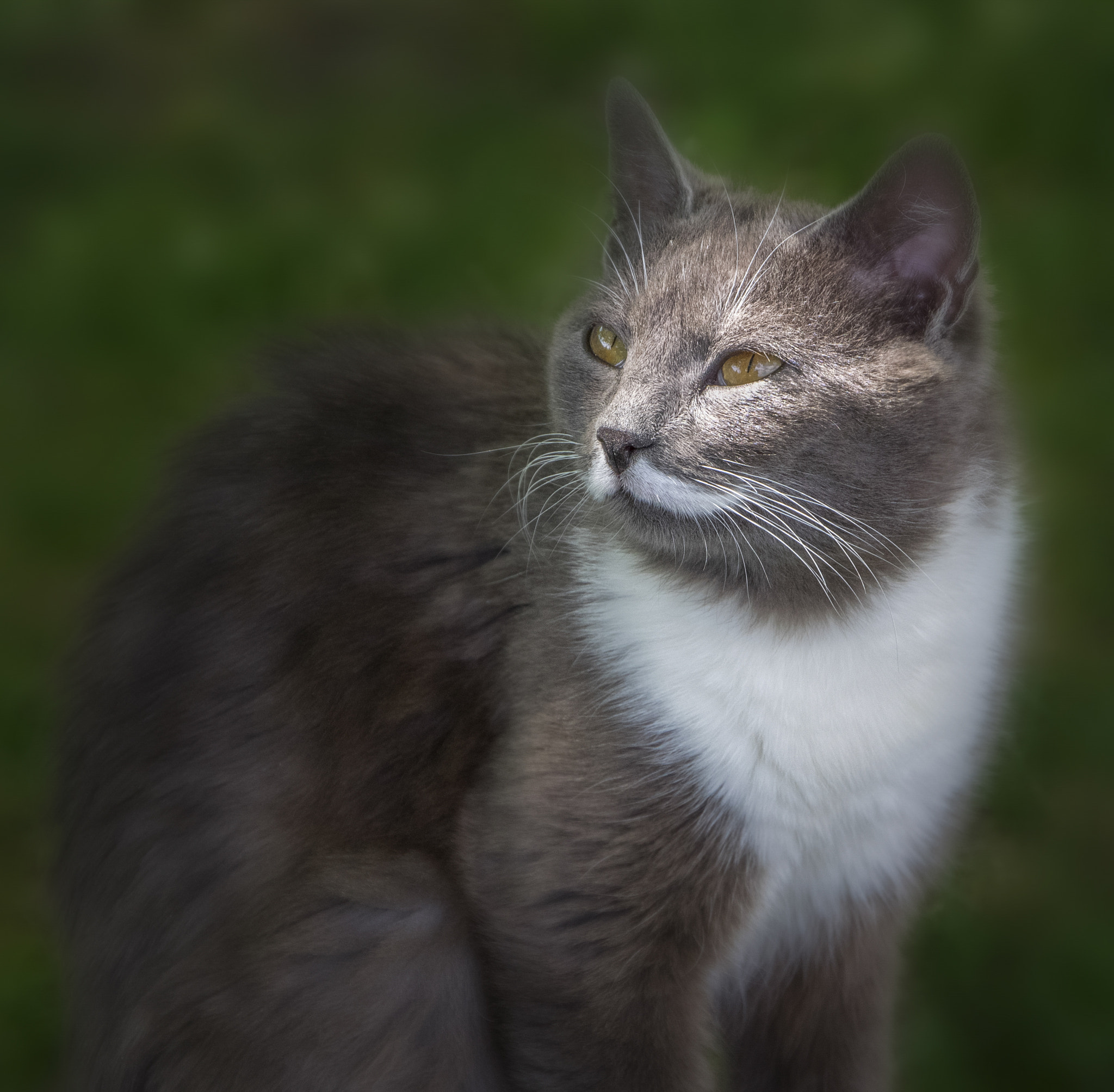 Sigma 18-250mm F3.5-6.3 DC OS HSM sample photo. White mustache photography
