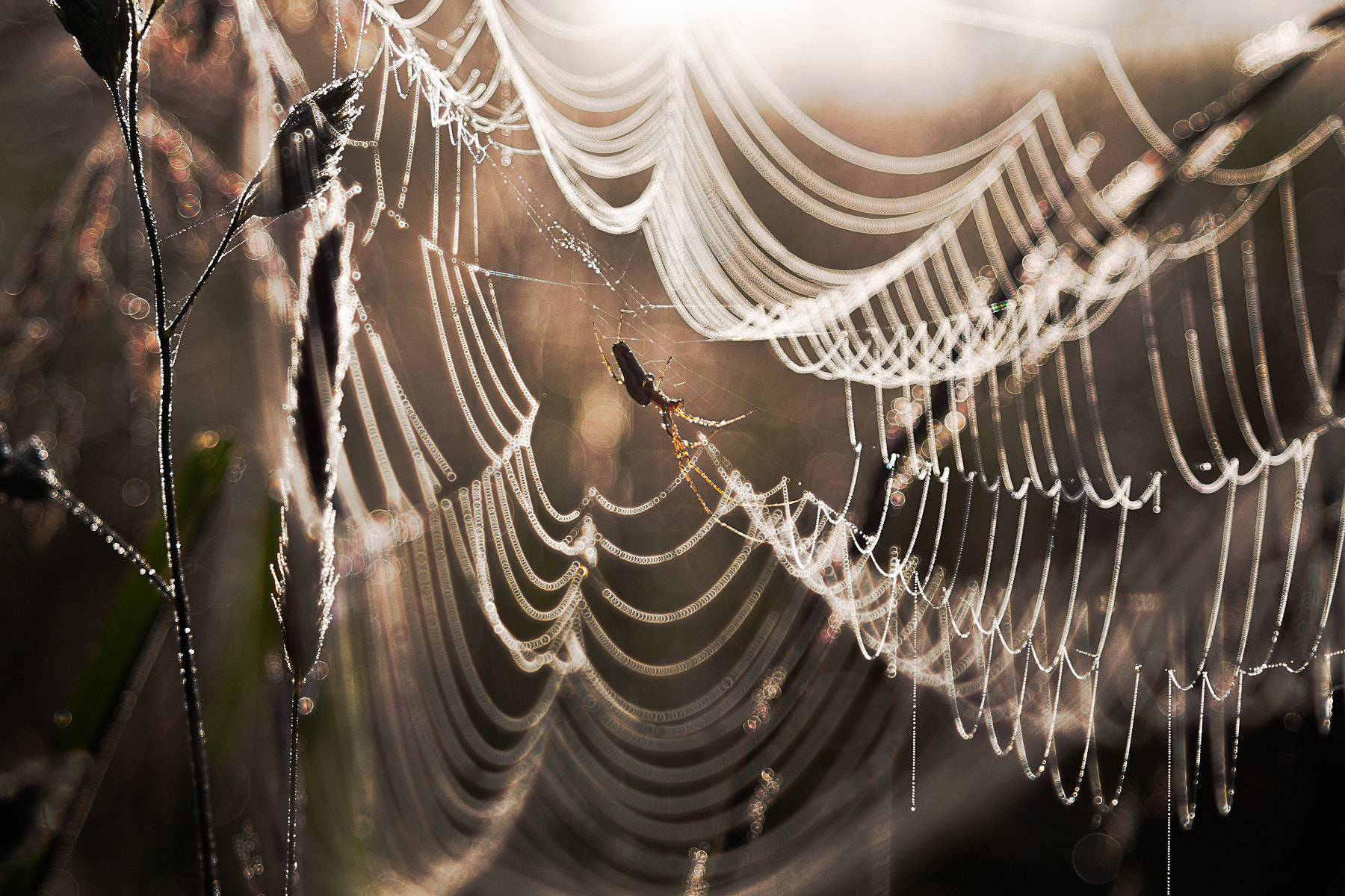 Canon EF 28-105mm f/3.5-4.5 USM sample photo. Spidersweb photography