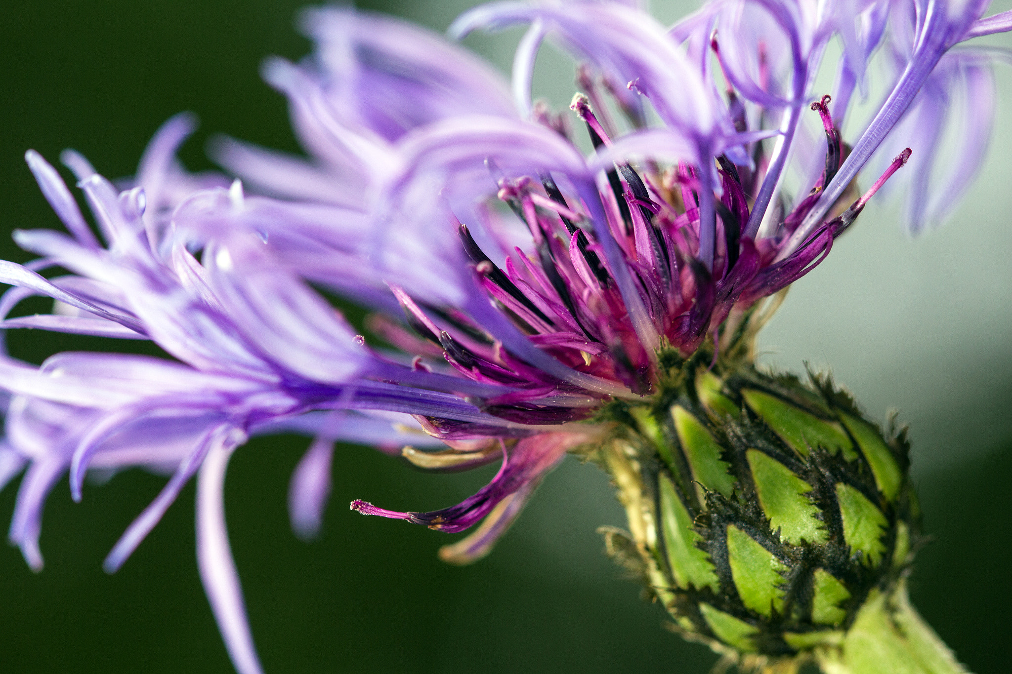 Canon EF 100mm F2.8 Macro USM sample photo. Centaurée photography