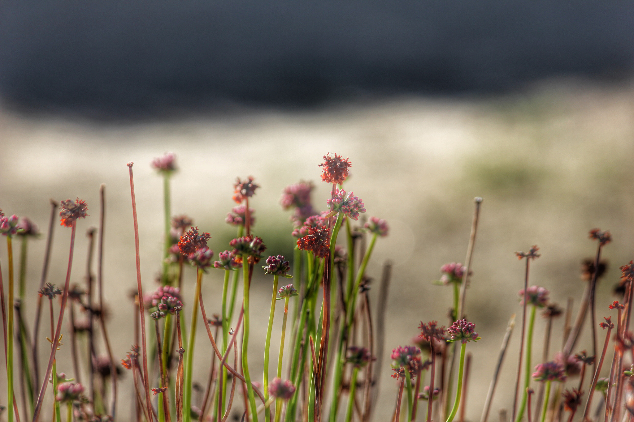 Canon EF-S 55-250mm F4-5.6 IS II sample photo. Joshua tree photography