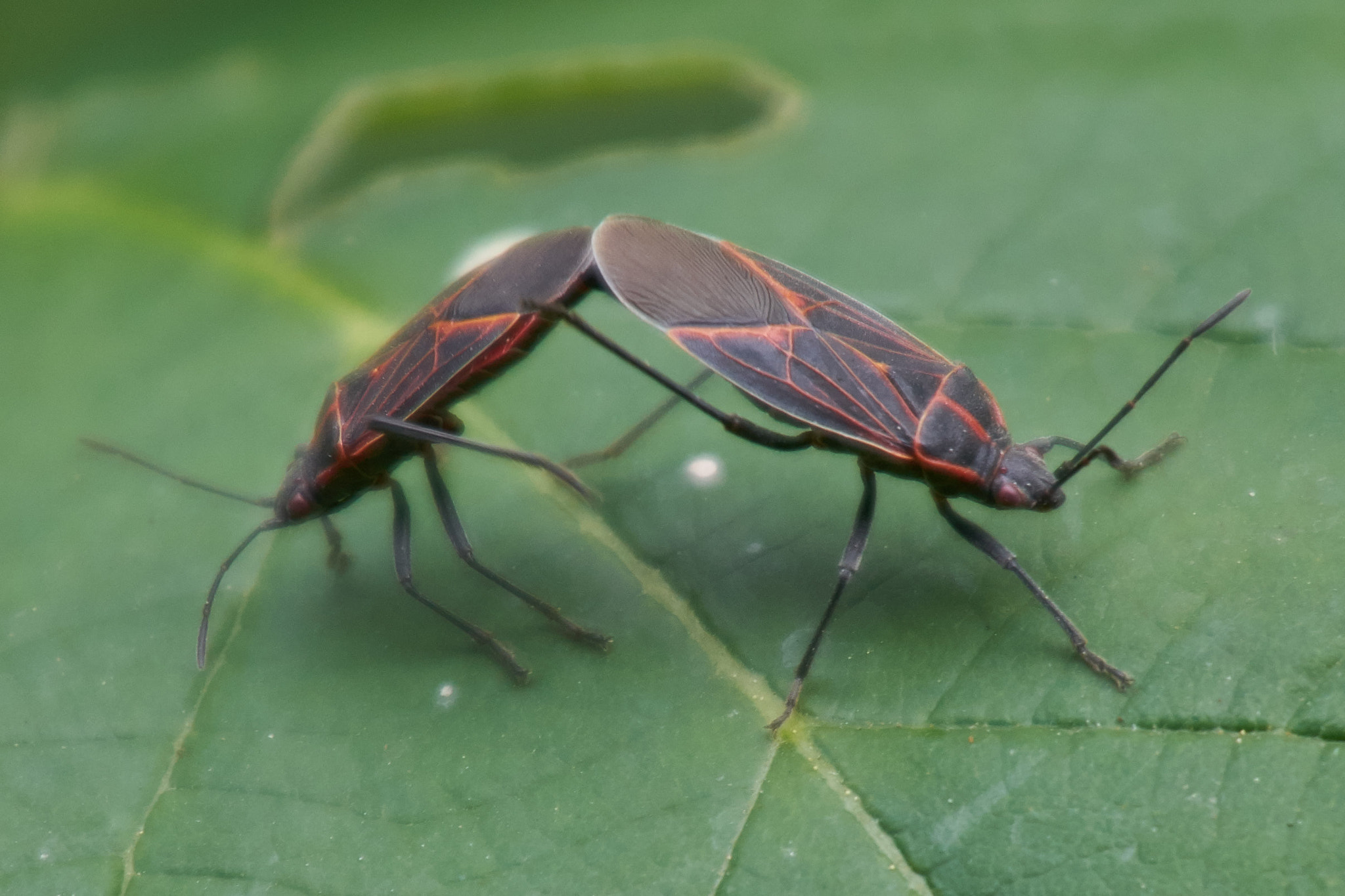 Sony DT 50mm F1.8 SAM sample photo. Bug love photography