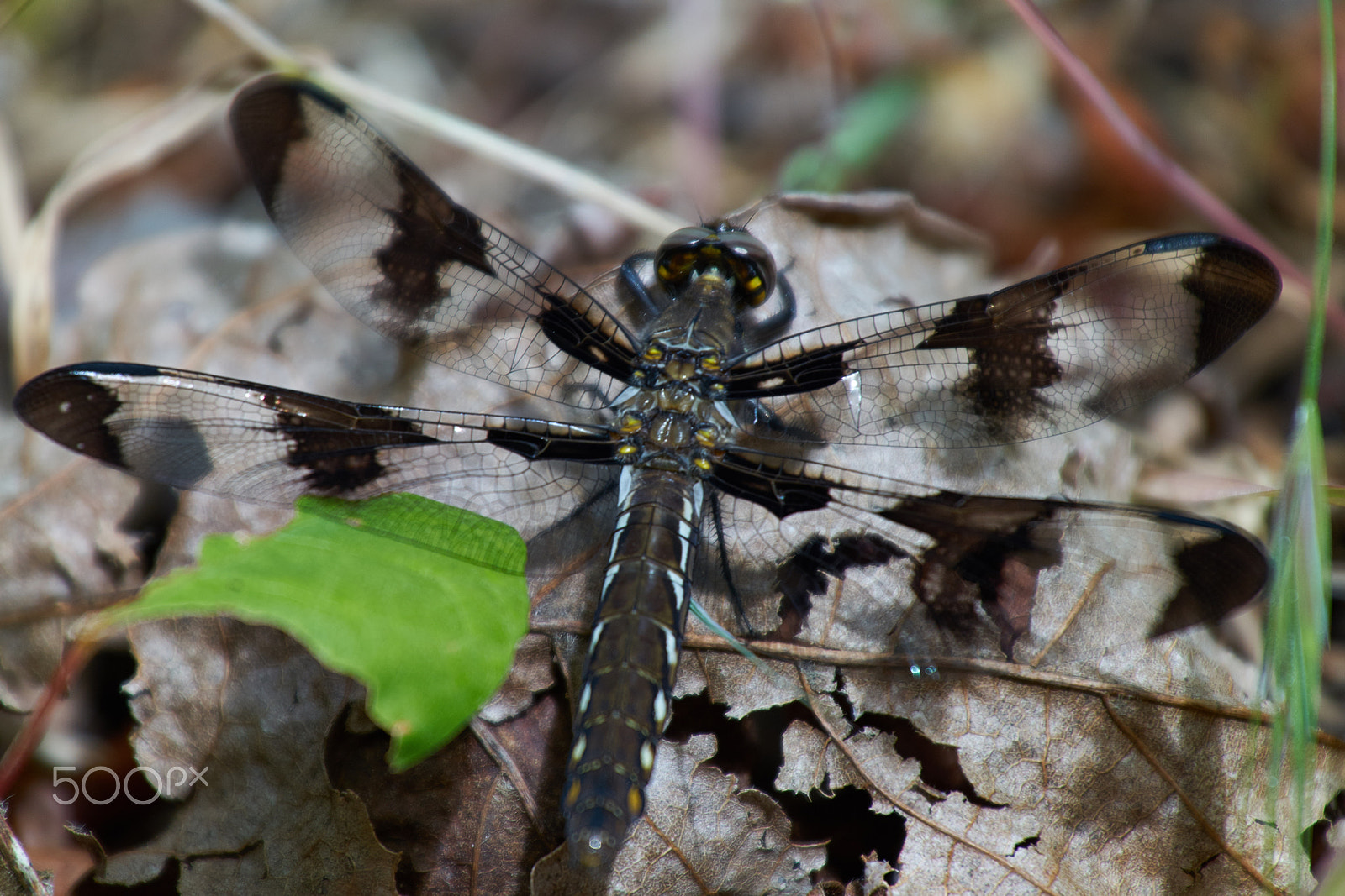 Sony DT 50mm F1.8 SAM sample photo. Oreo dragonfly photography