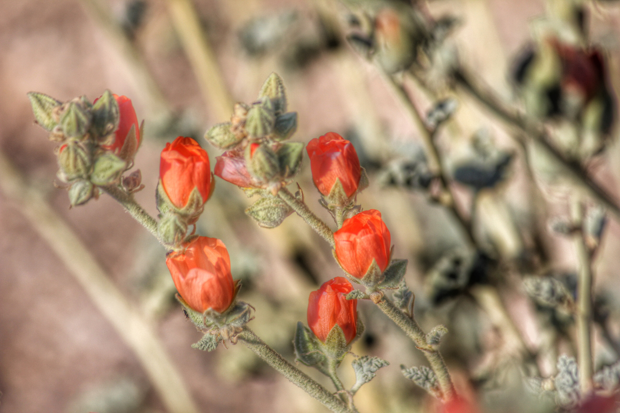 Canon EF-S 55-250mm F4-5.6 IS II sample photo. Joshua tree photography
