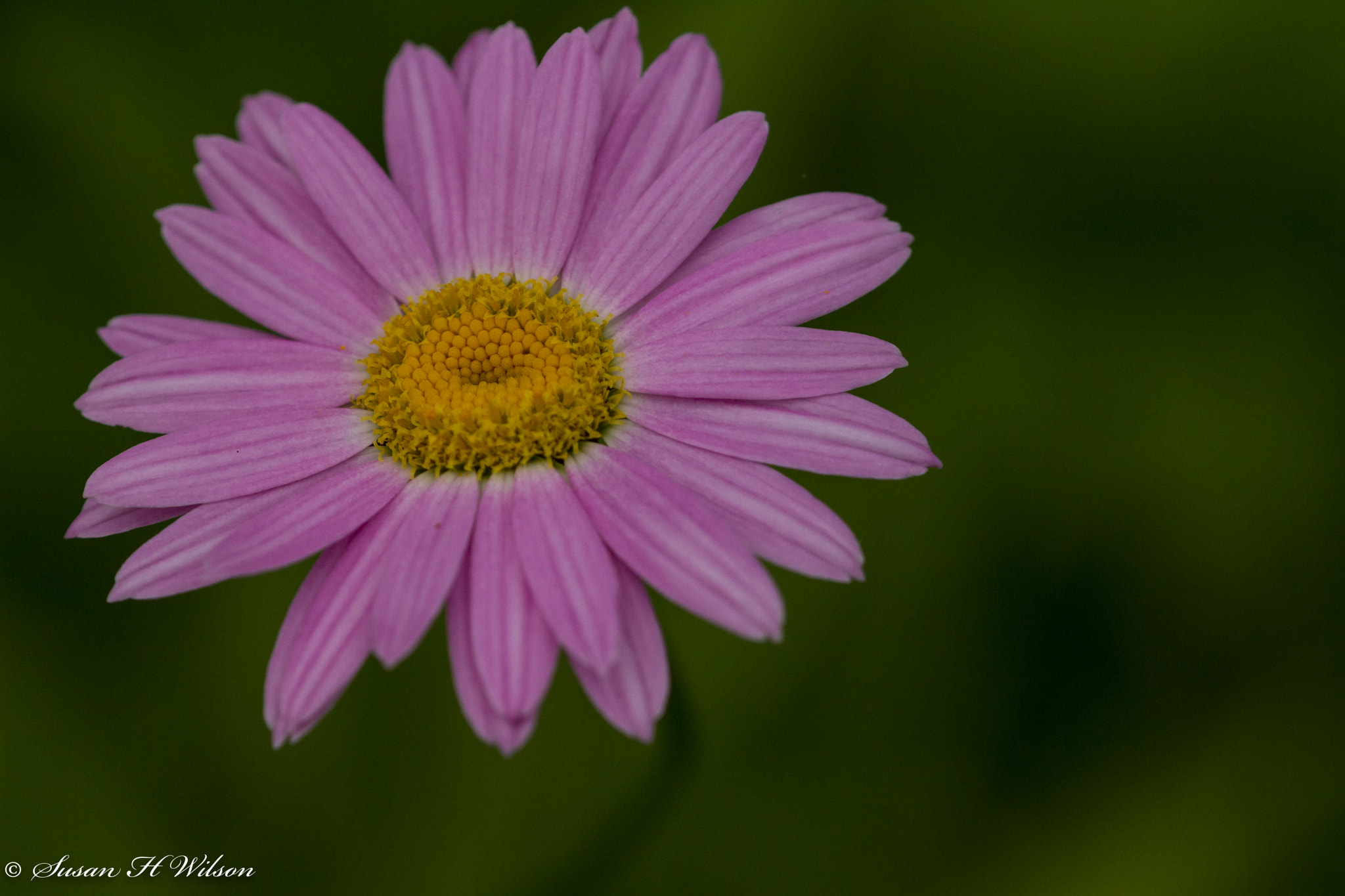 Canon EF 180mm F3.5L Macro USM sample photo. Pink daisy photography