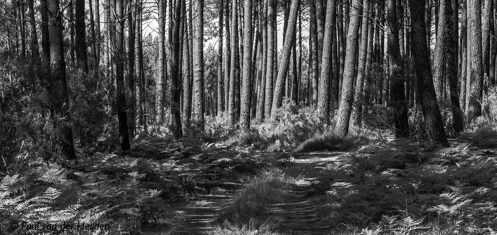 Nikon D50 sample photo. Forest in b&w photography
