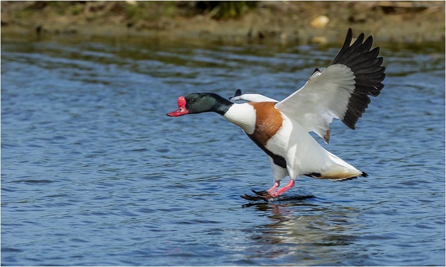 Canon EOS 5DS R + Canon EF 500mm F4L IS USM sample photo. Amerizando photography