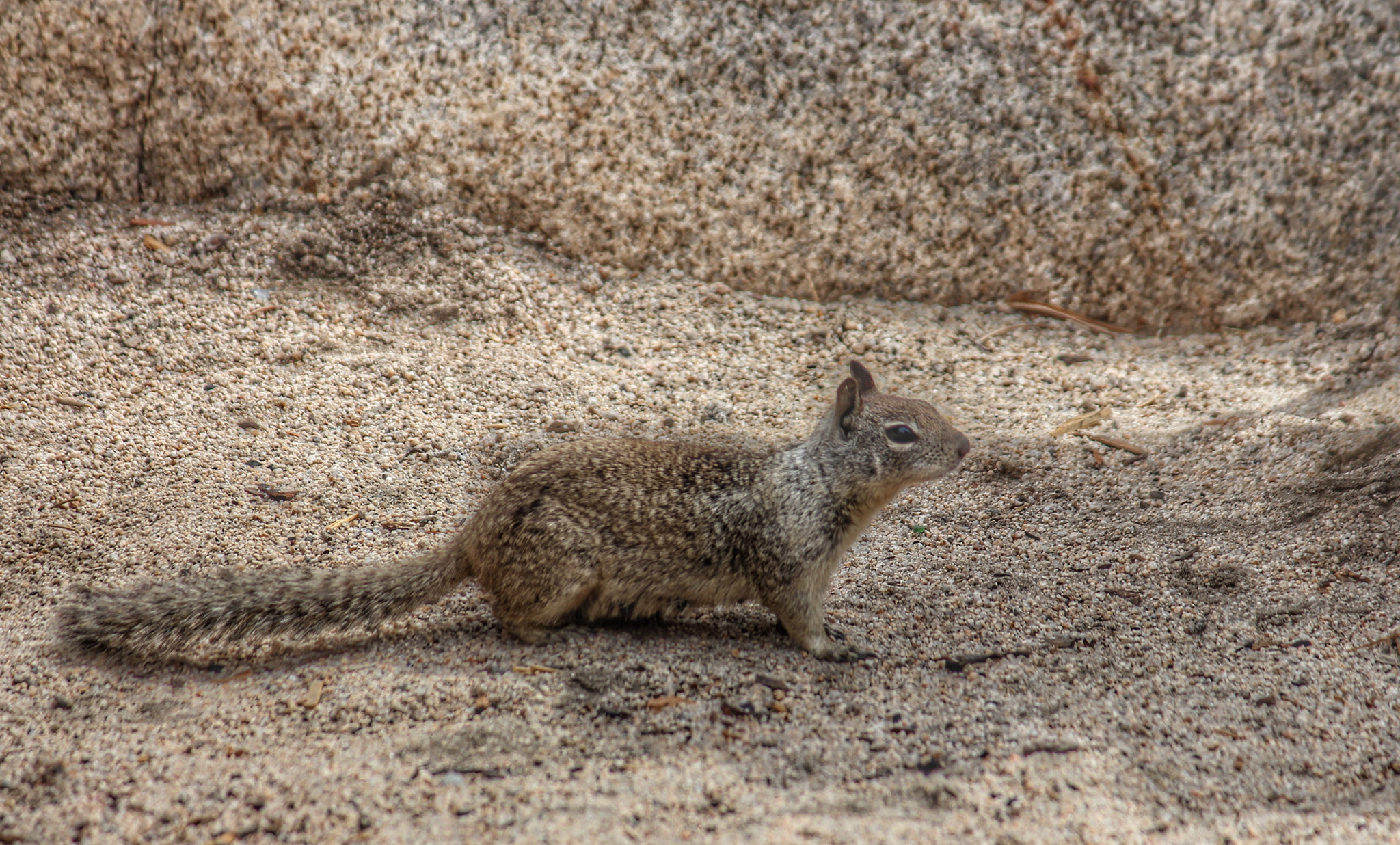 Canon EF-S 55-250mm F4-5.6 IS II sample photo. Killer squirrel - camp 13 - joshua tree photography