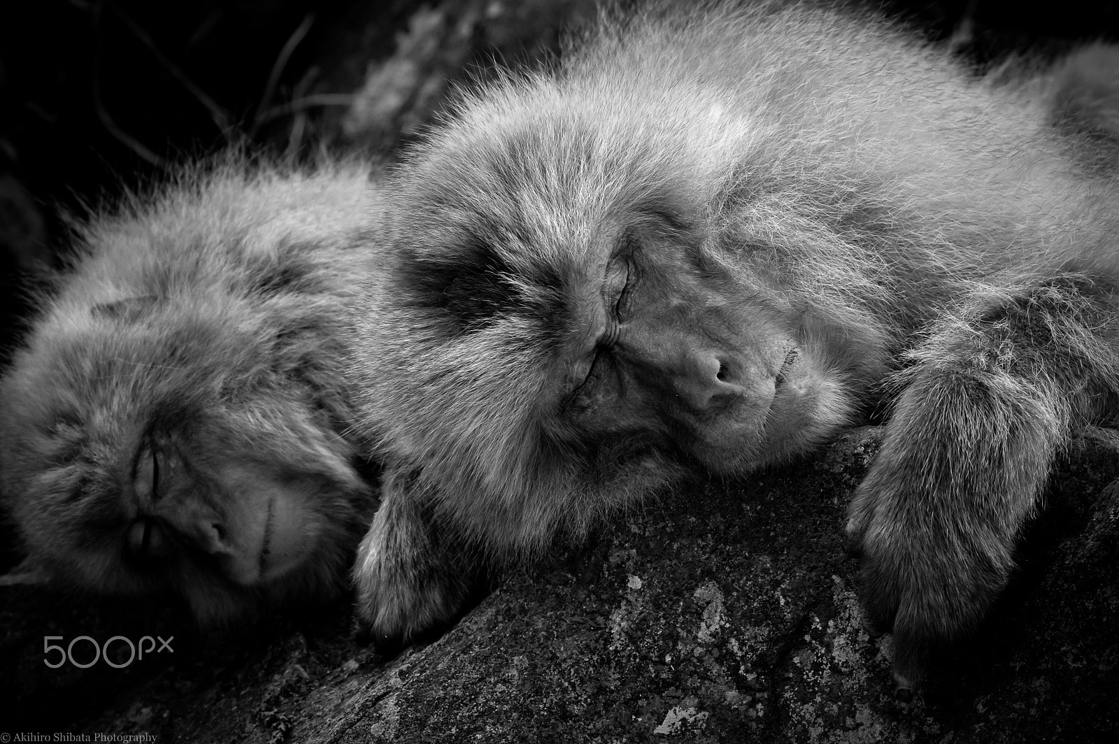 Pentax K-3 sample photo. Sleeping photography