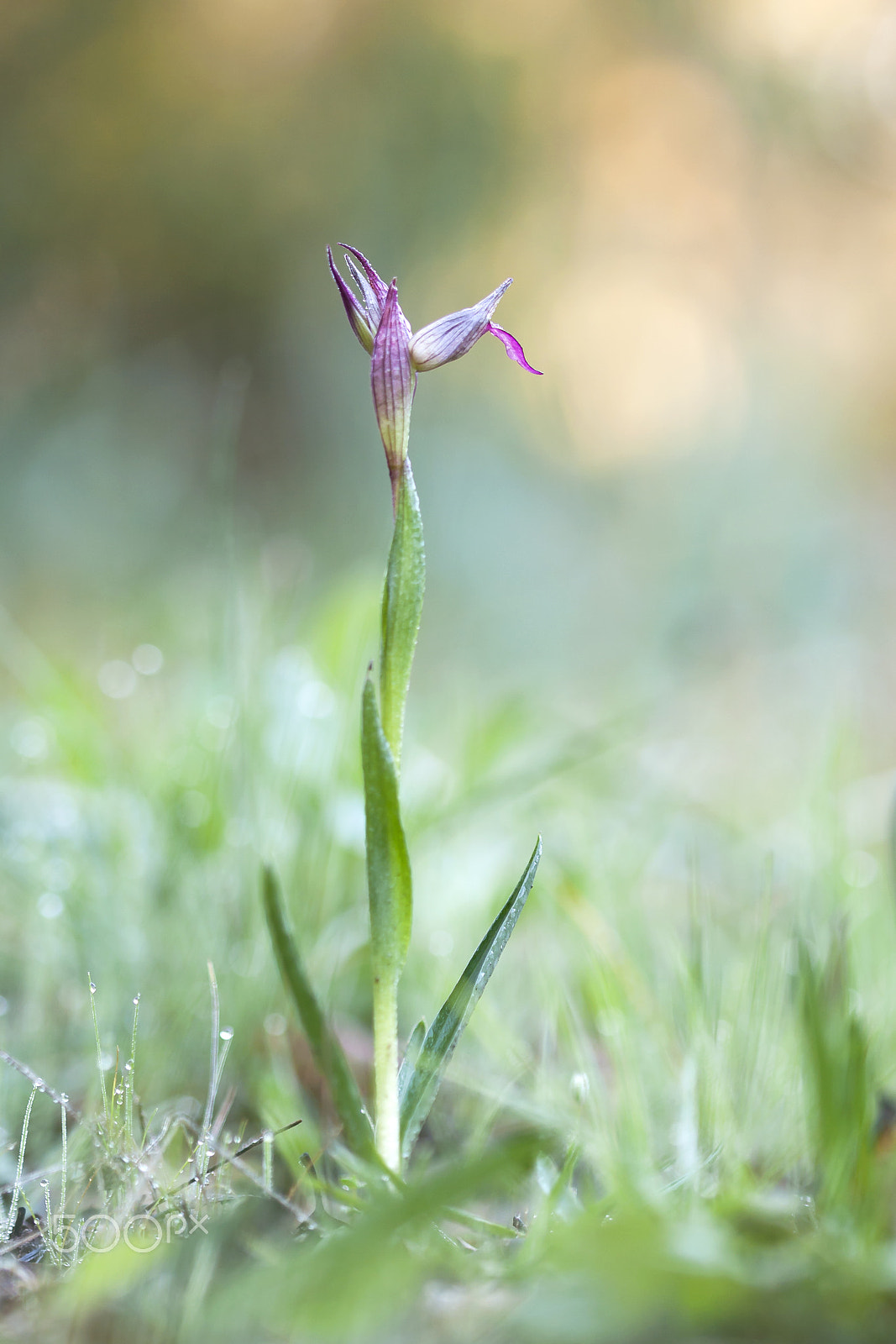 Canon EF 100mm F2.8 Macro USM sample photo. 20160220 doñana - 065 photography