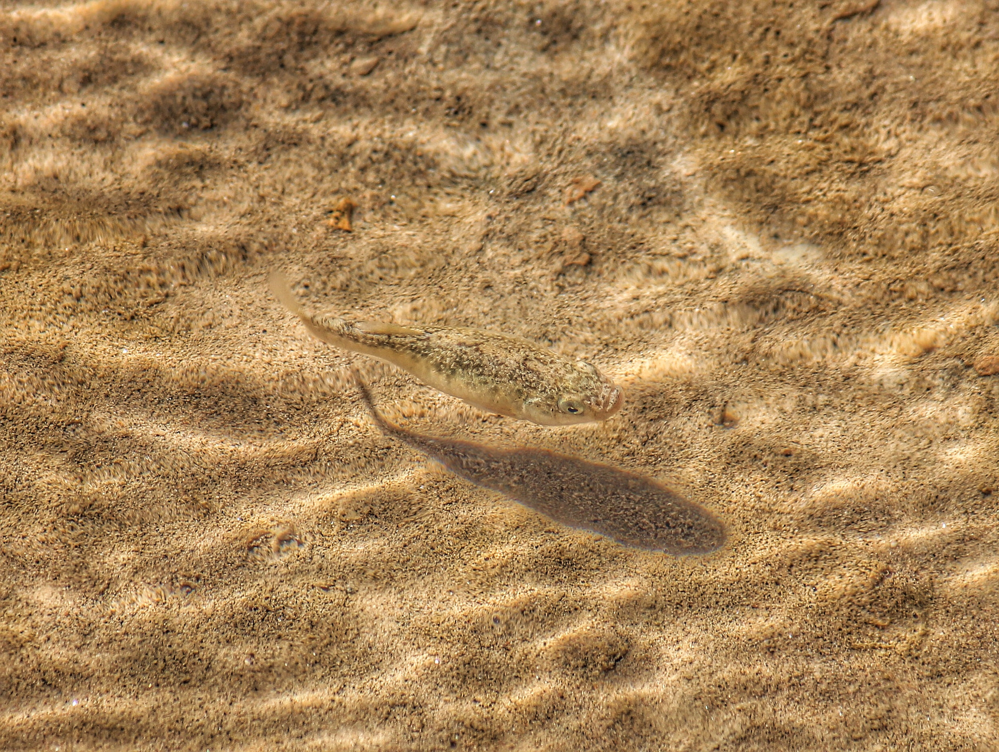 Canon EF-S 55-250mm F4-5.6 IS II sample photo. Pup fish - death valley photography