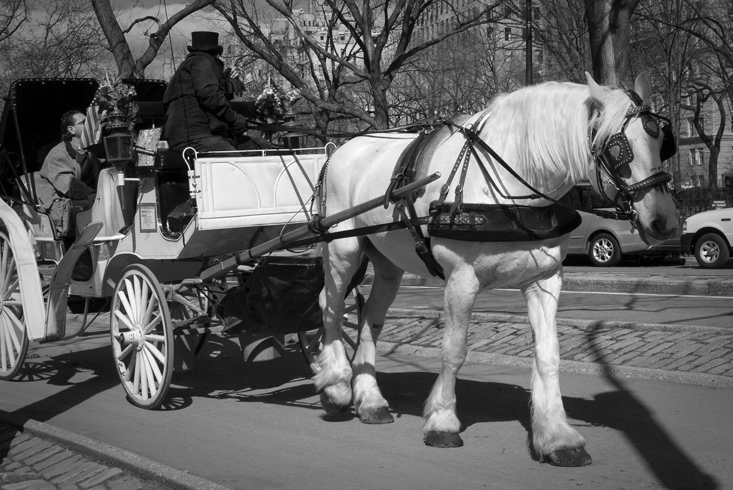 Nikon D200 sample photo. White horse and carriage photography