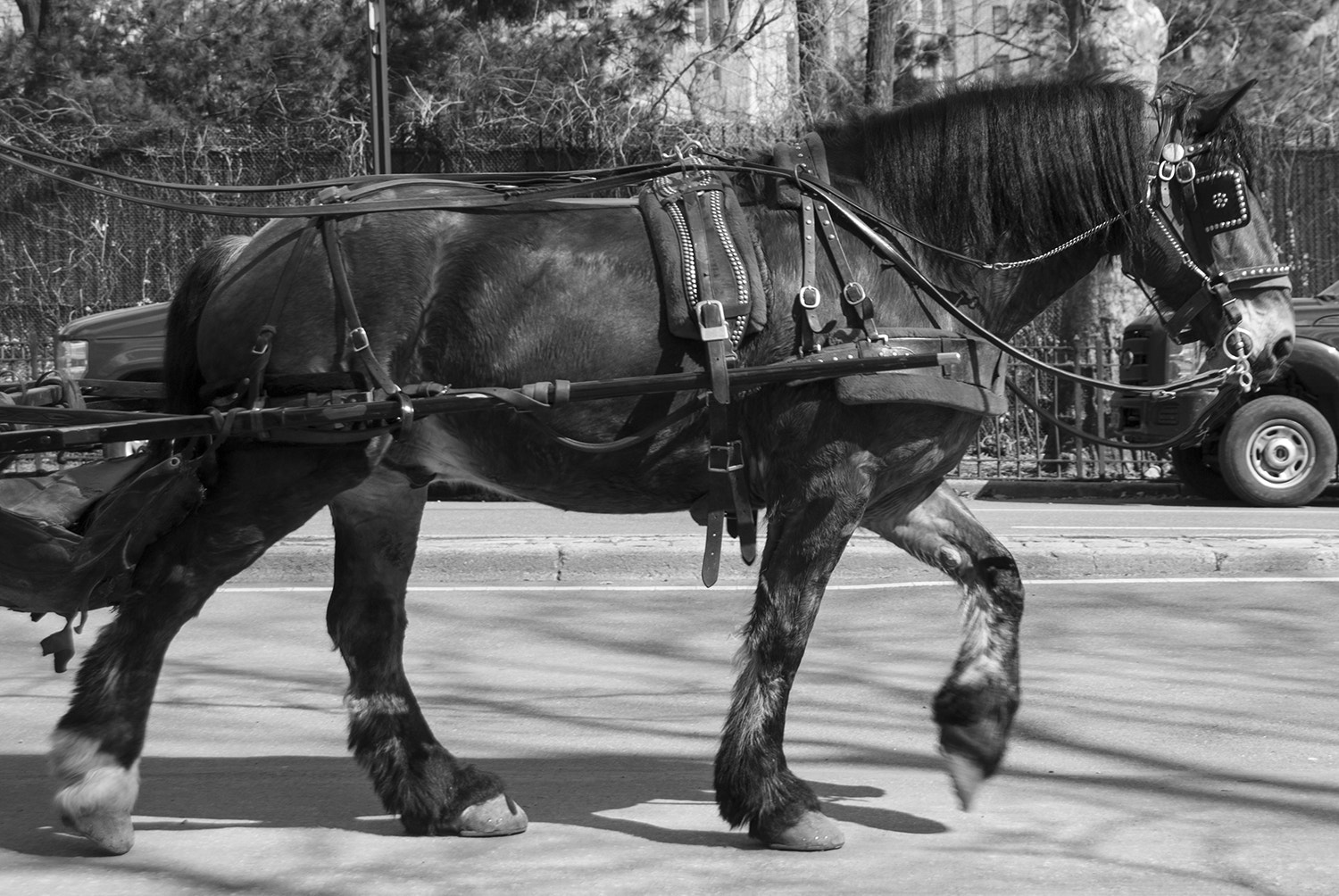 Nikon D200 sample photo. Horse and carriage photography