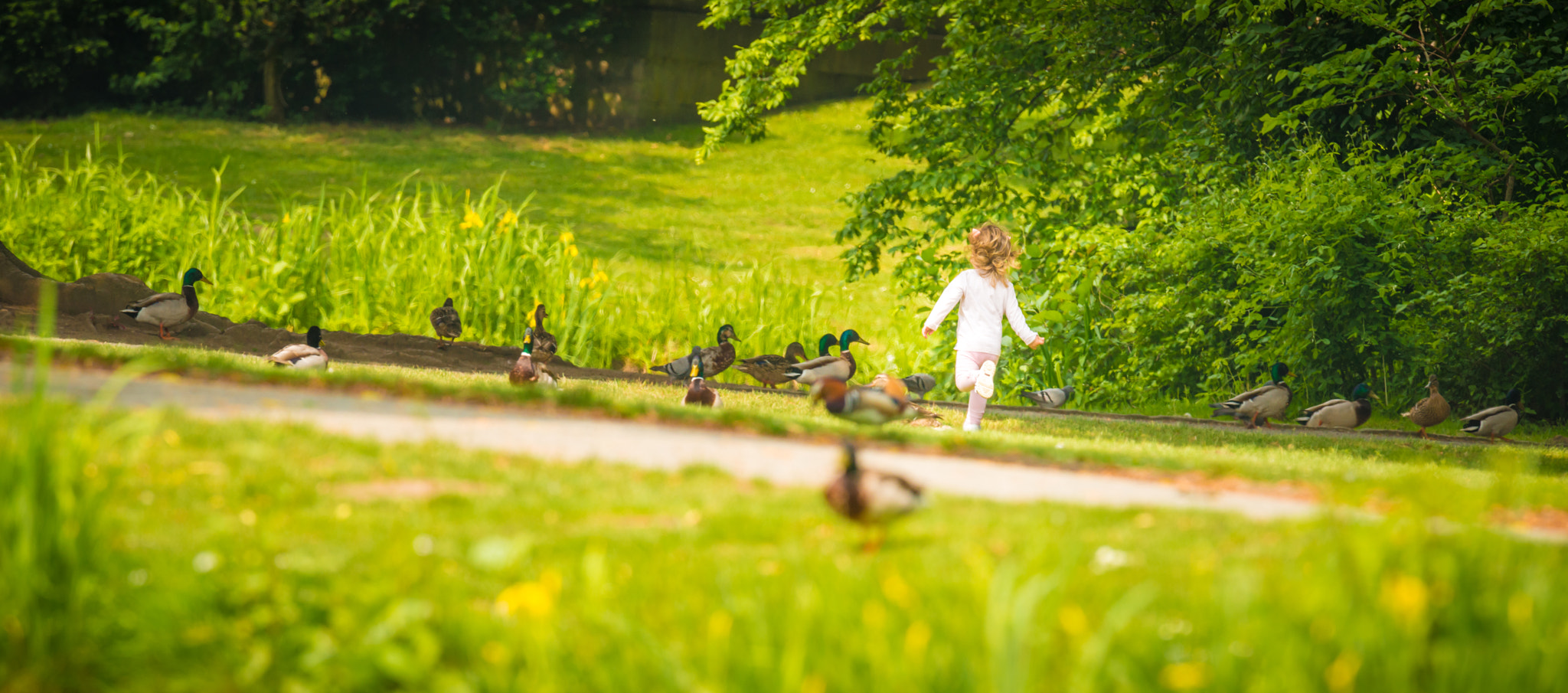 Nikon AF-S Nikkor 400mm F2.8G ED VR II sample photo. Play with the ducks photography