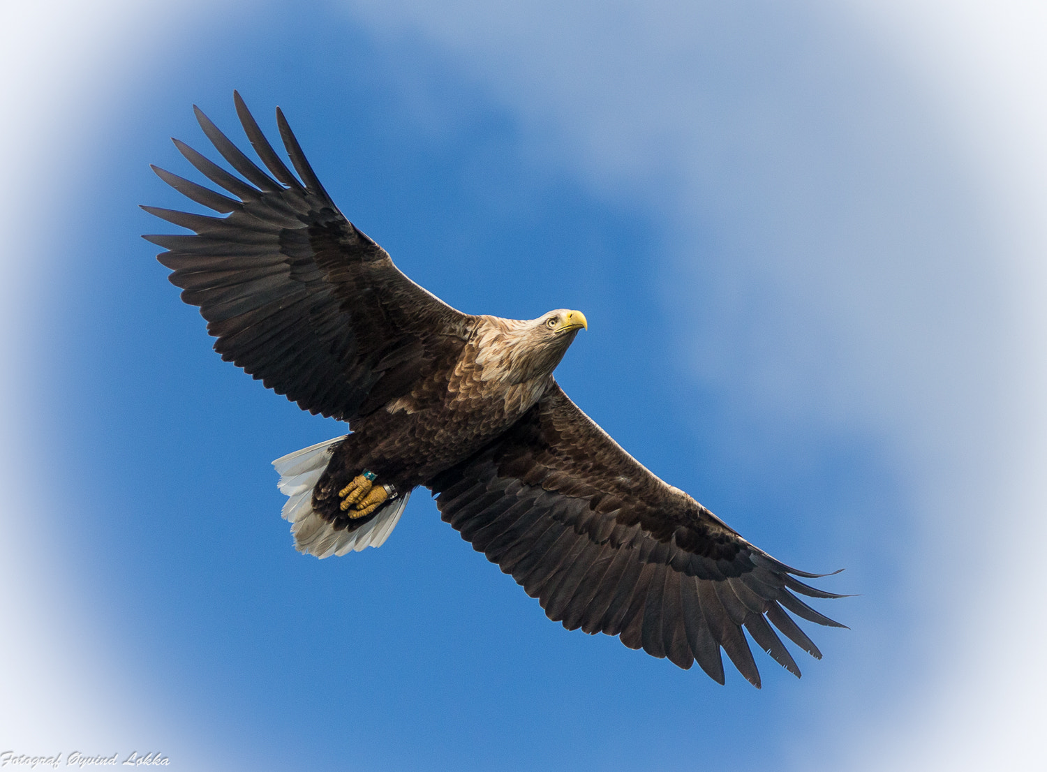 Canon EF 70-200mm F2.8L IS II USM sample photo. Fly like a king photography