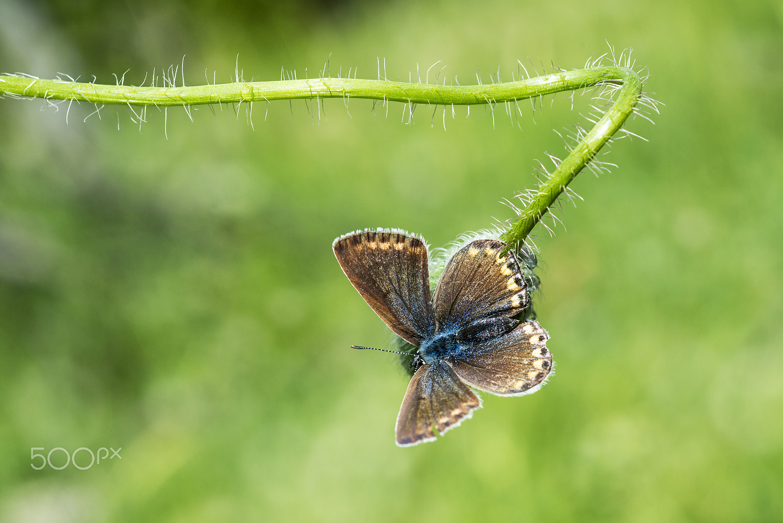Nikon D800E + Nikon AF Micro-Nikkor 60mm F2.8D sample photo. Butterfly photography
