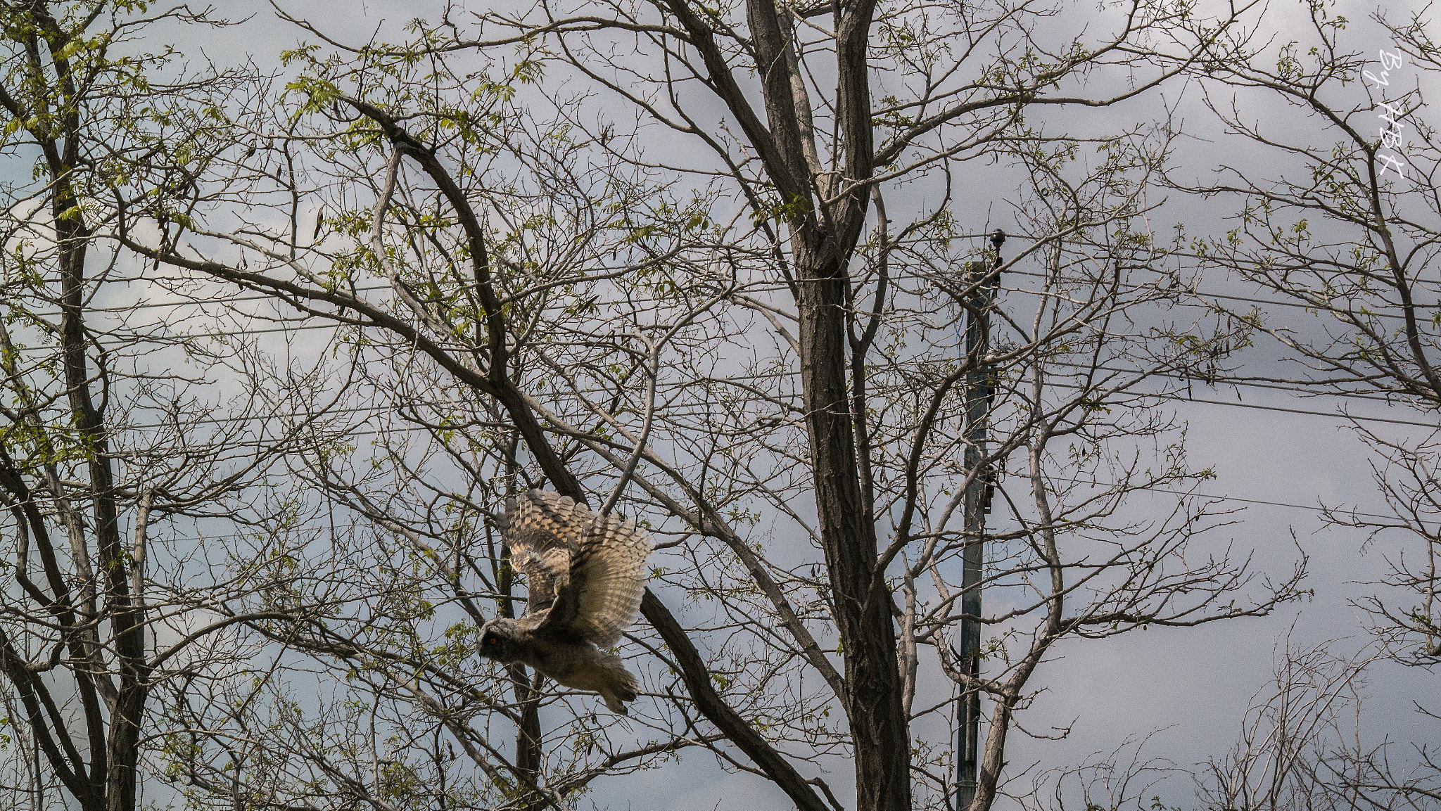 Samsung NX300 + Samsung NX 50-200mm F4-5.6 ED OIS sample photo. Silent flying  photography