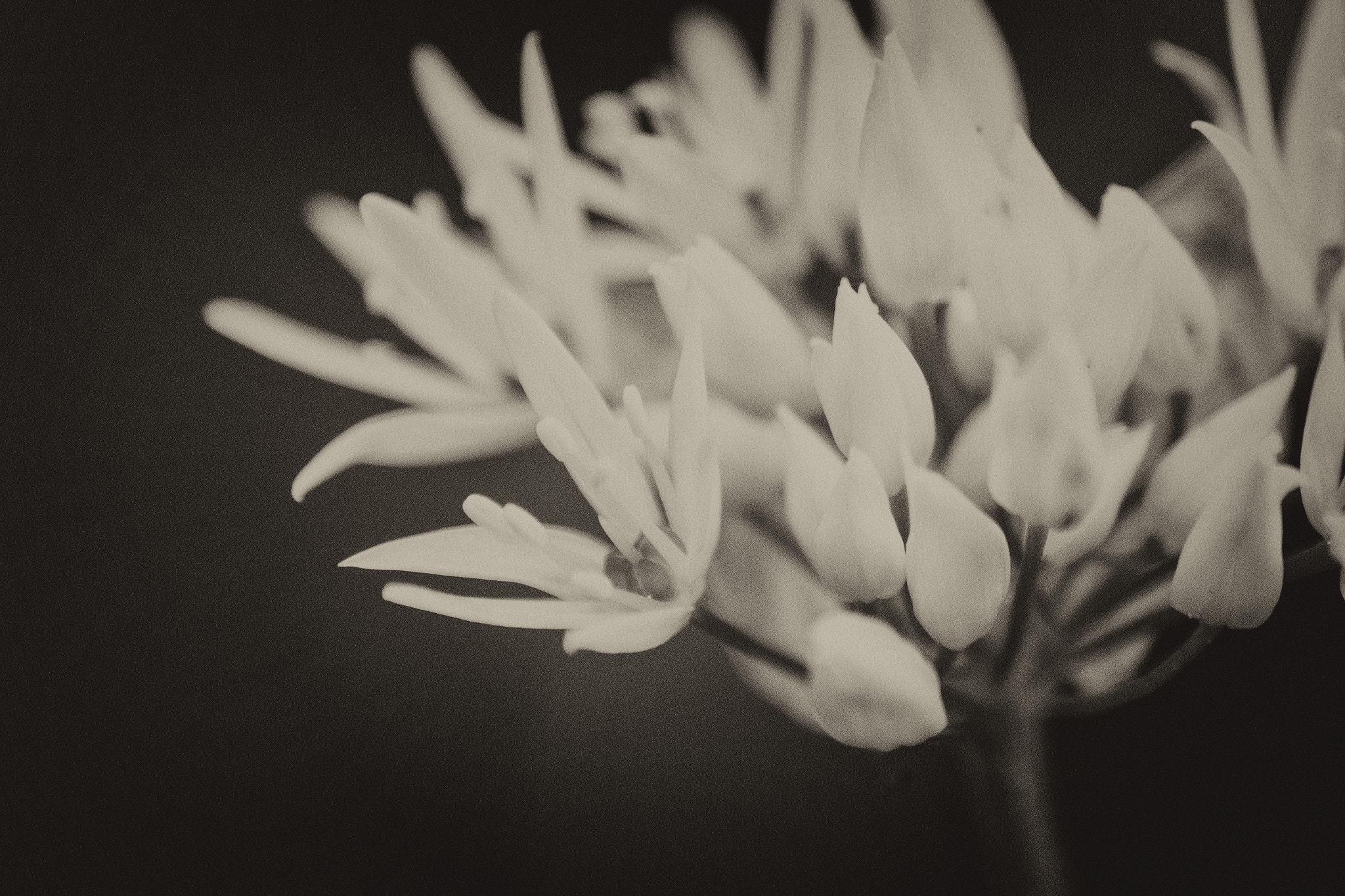 Sigma 70-300mm F4-5.6 APO DG Macro sample photo. Wild garlic photography