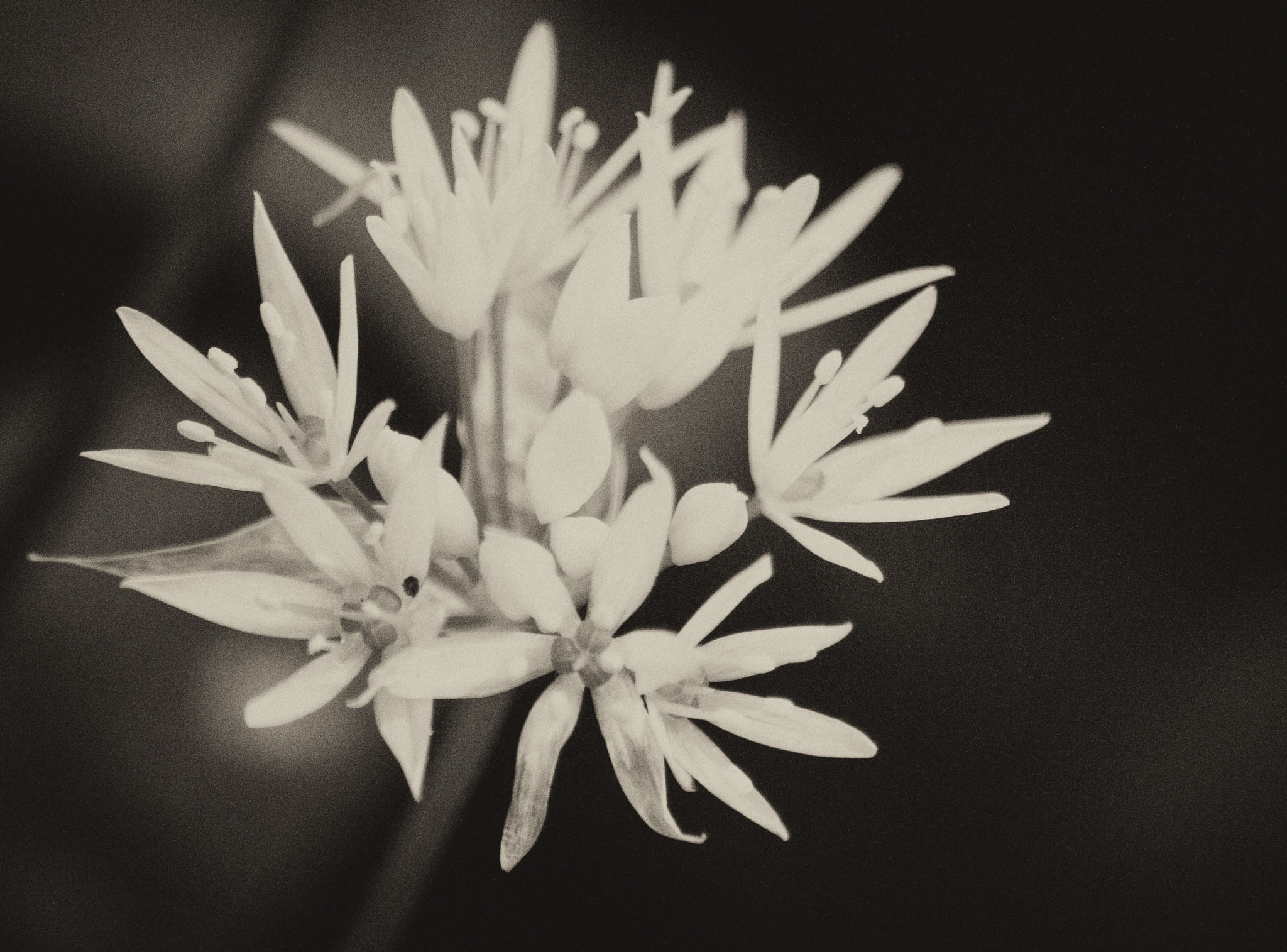 Sigma 70-300mm F4-5.6 APO DG Macro sample photo. Wild garlic photography