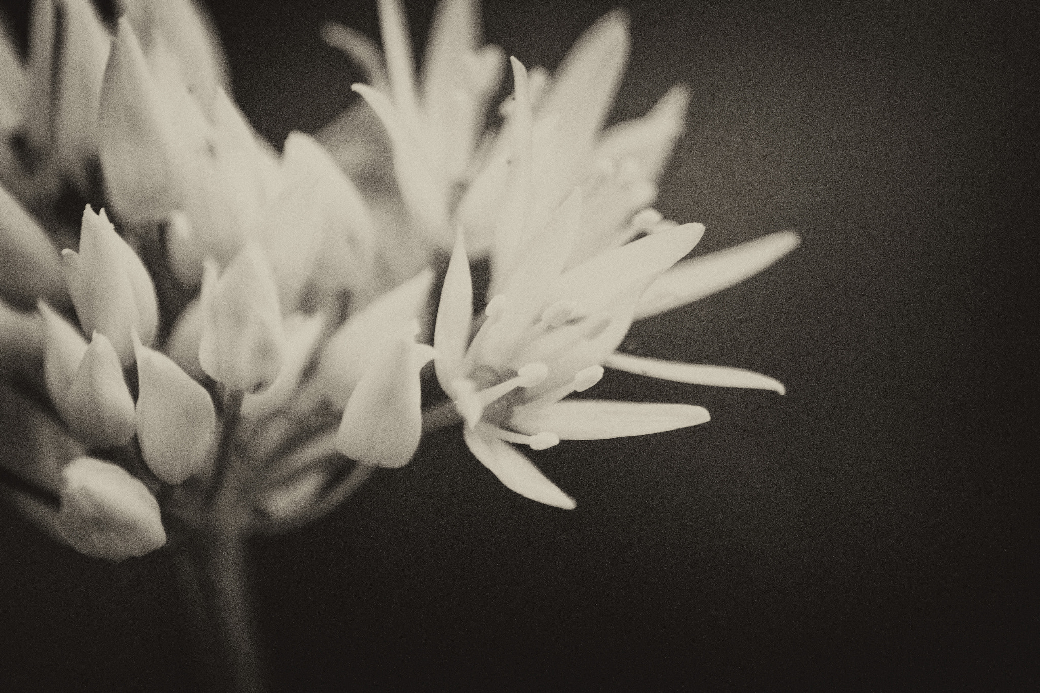 Sigma 70-300mm F4-5.6 APO DG Macro sample photo. Wild garlic photography